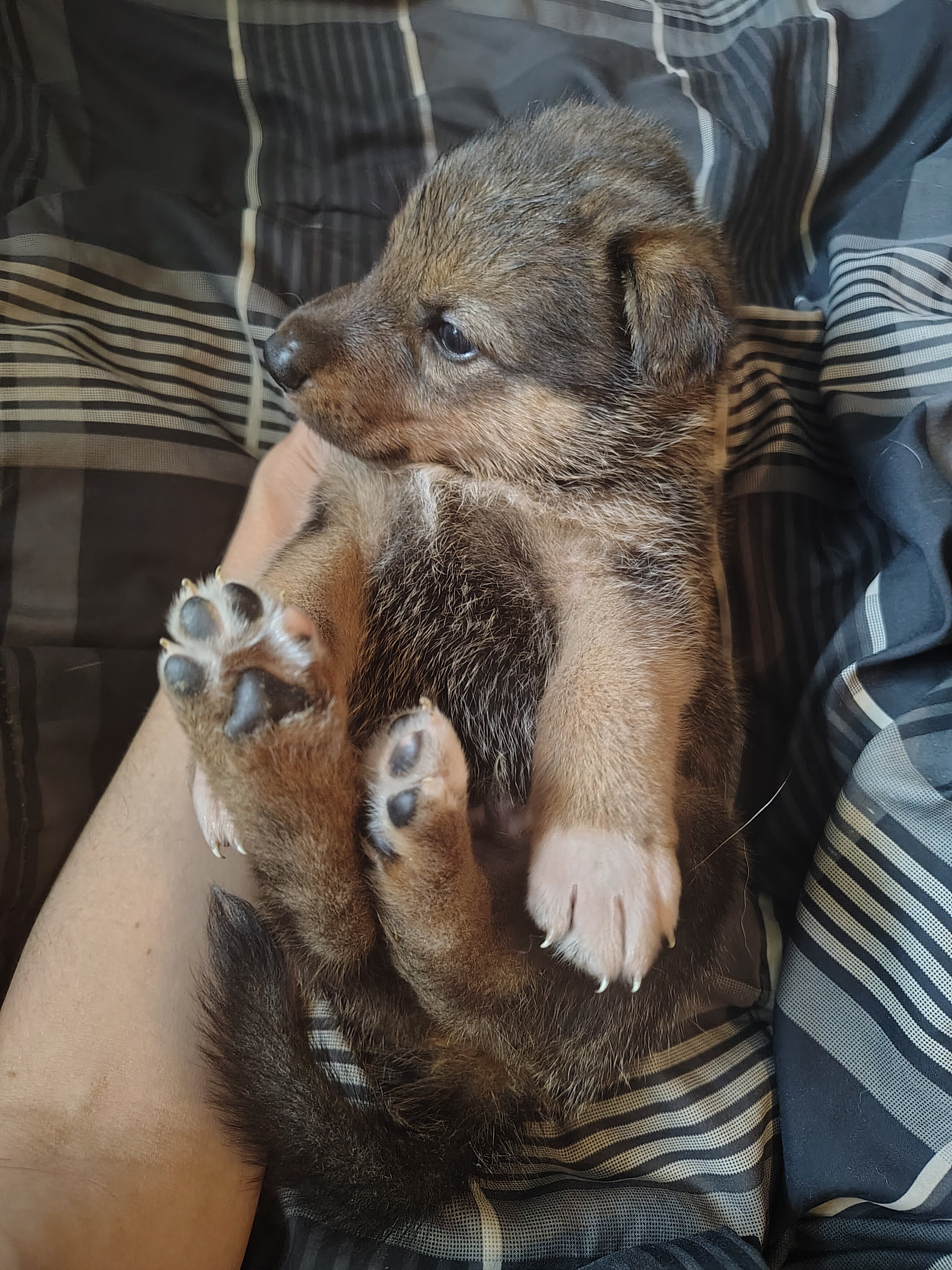 German shepherd husky Puppies image 1