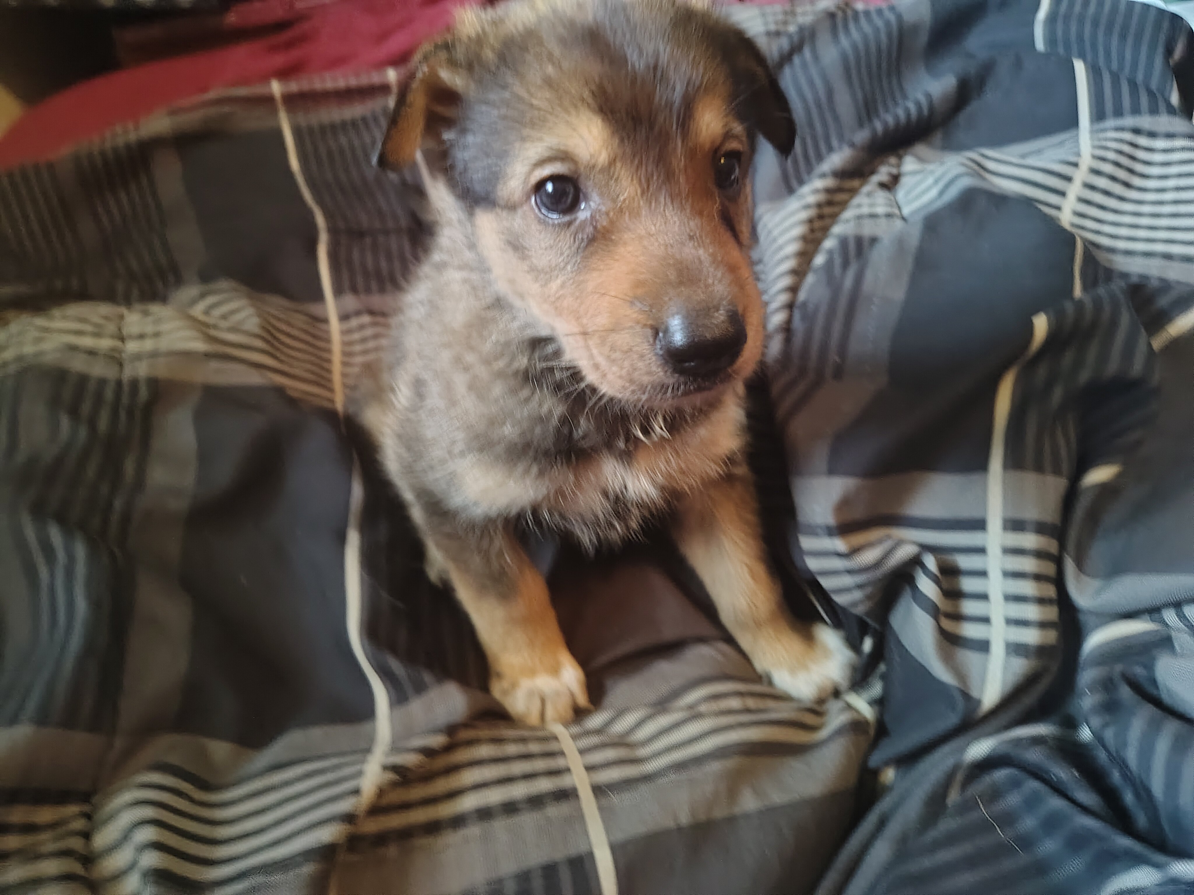 German shepherd husky Puppies image 2