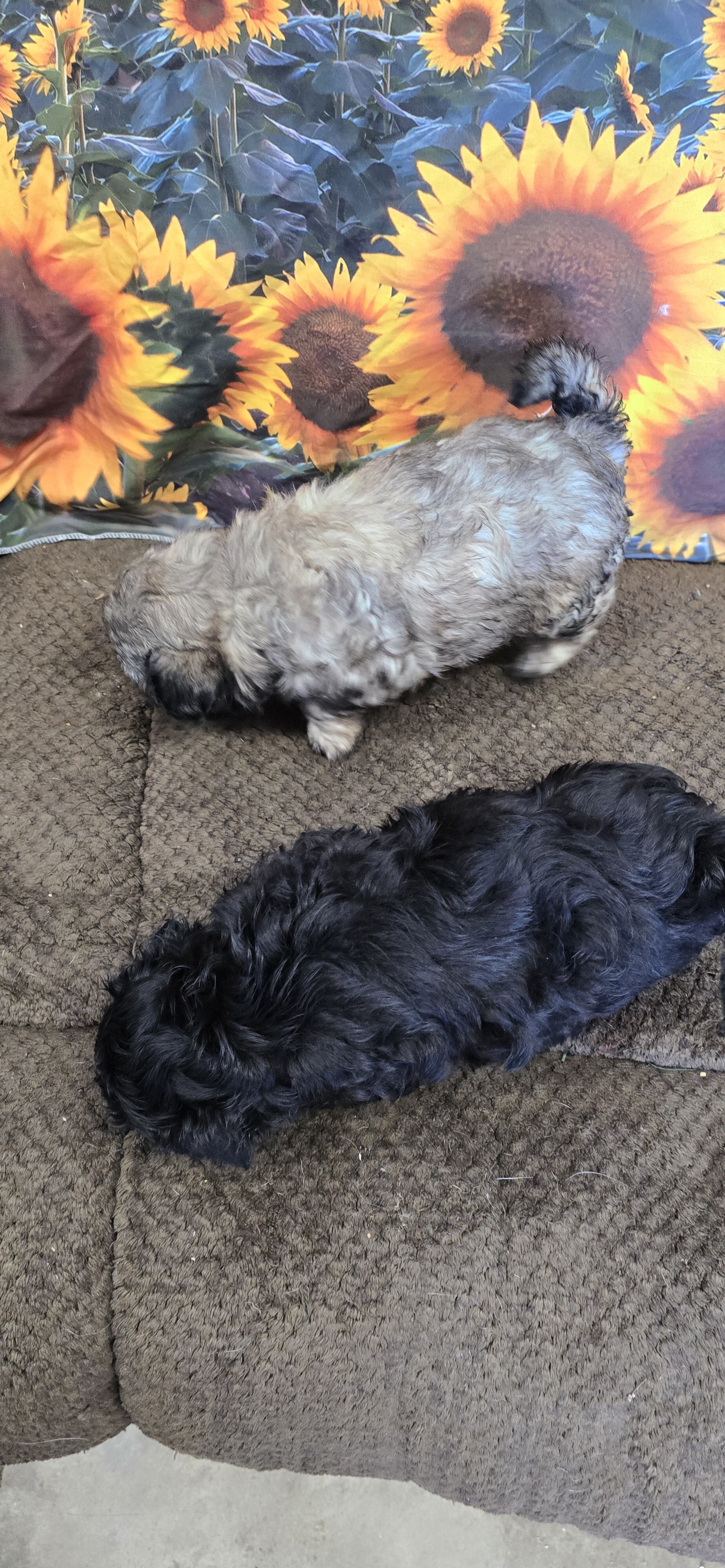 Maltipoo puppies image 9