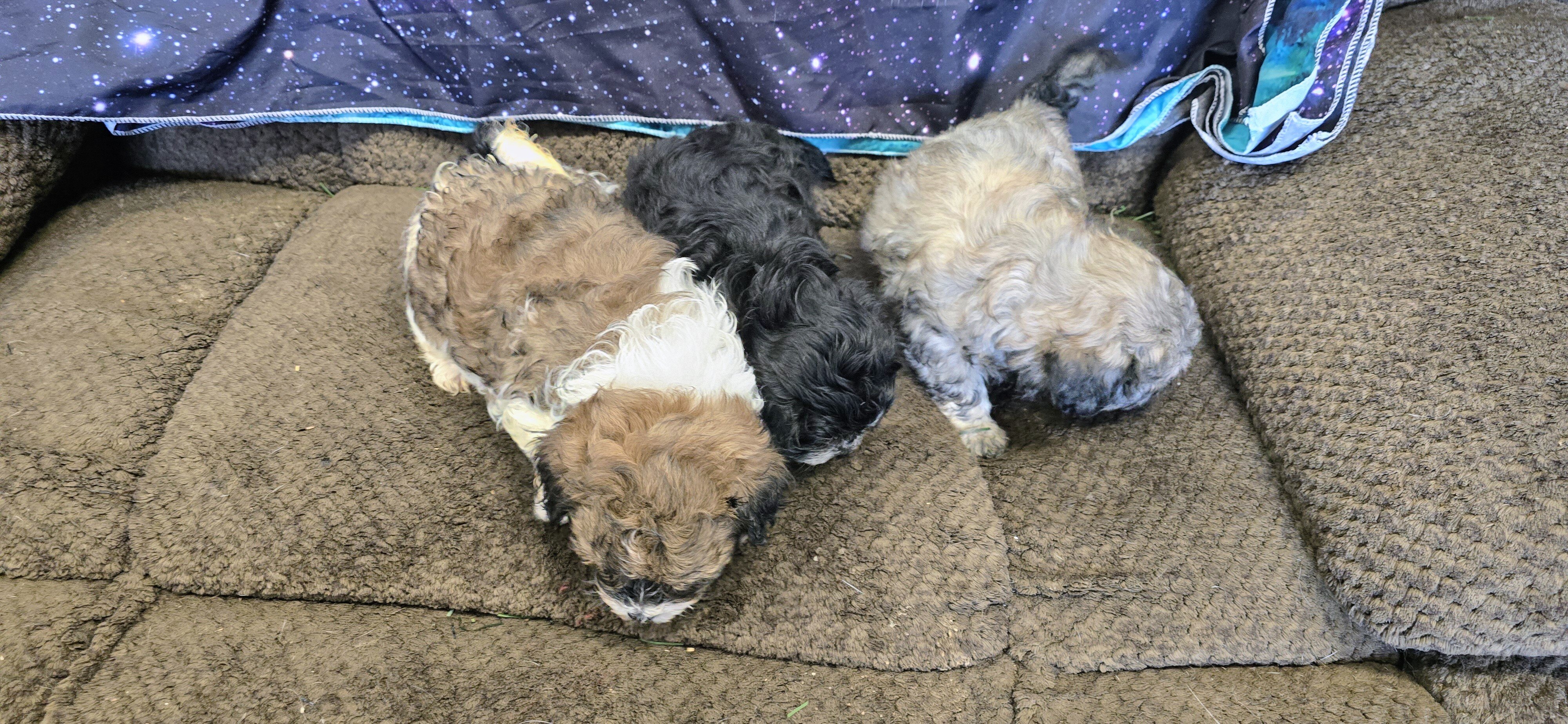Maltipoo puppies image 8