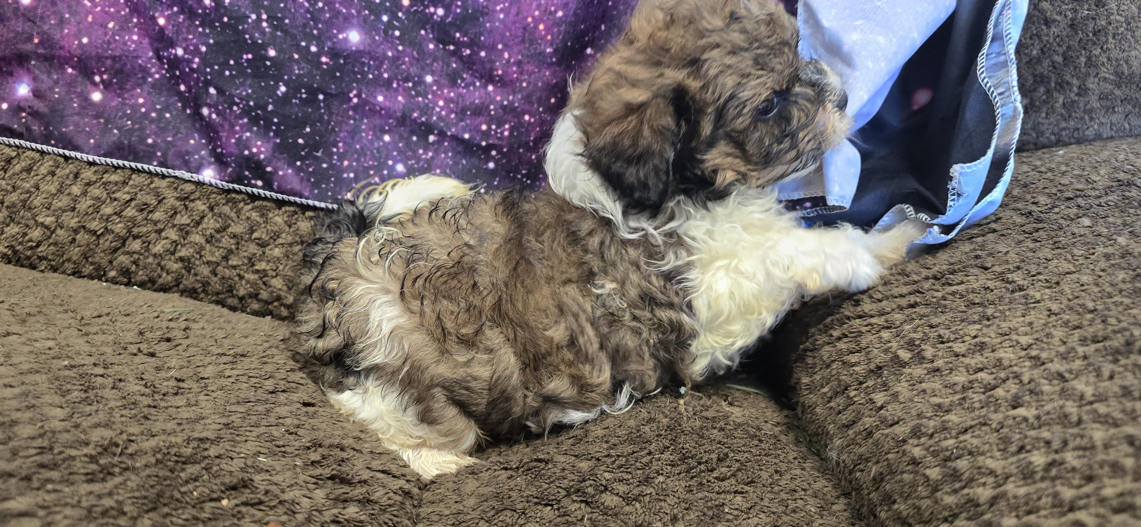 Maltipoo puppies image 10