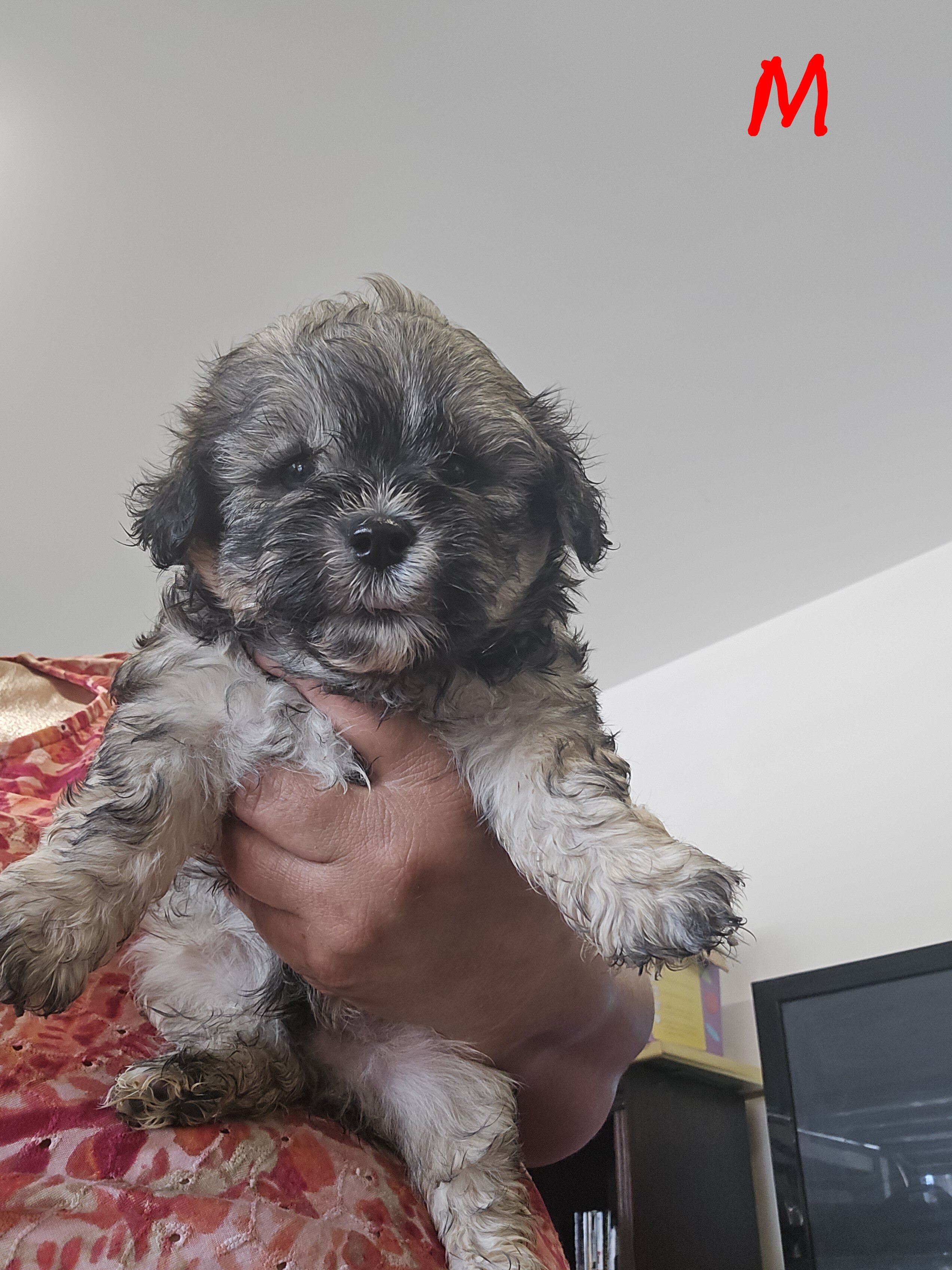 Maltipoo puppies image 7