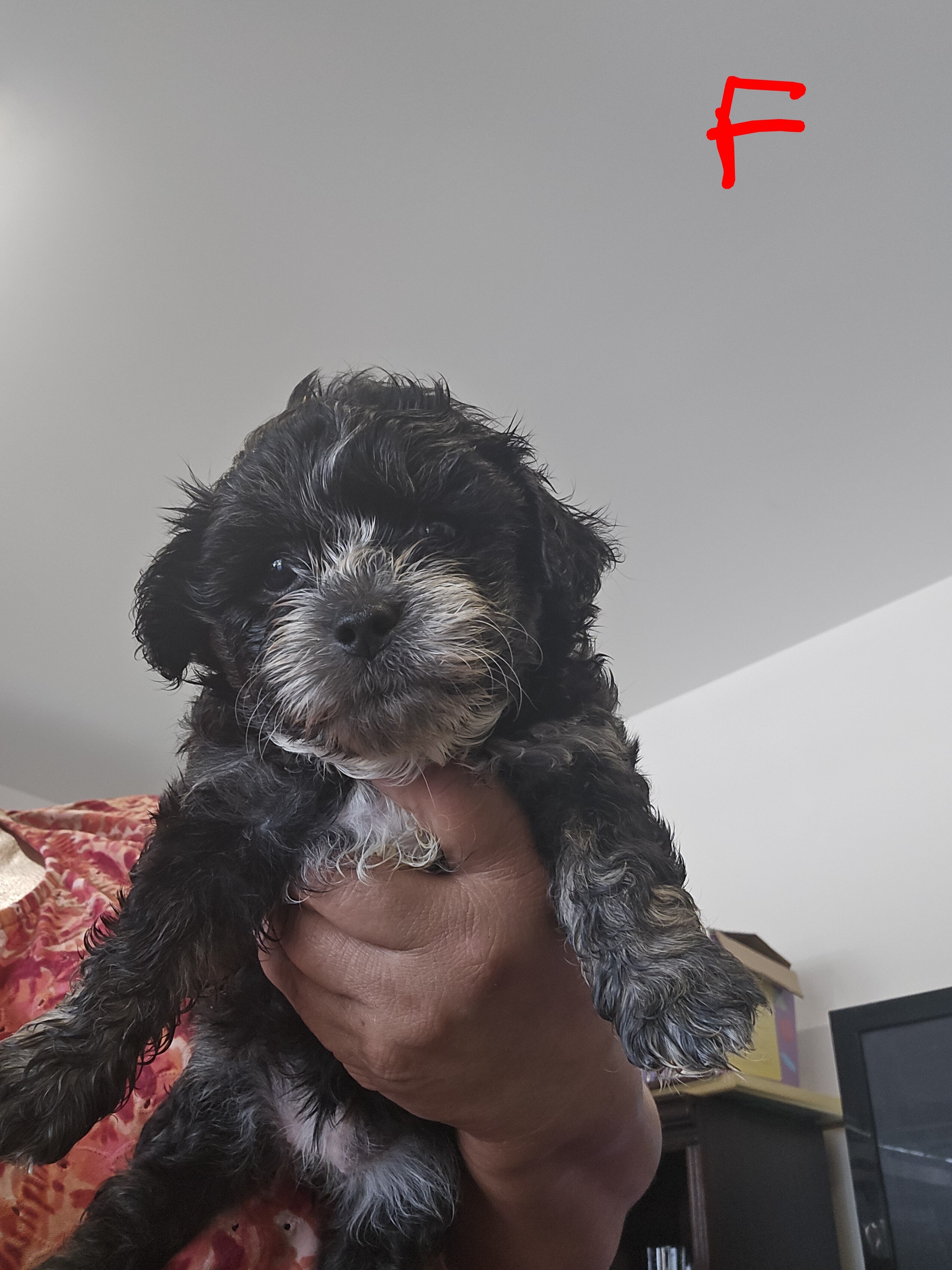 Maltipoo puppies image 2