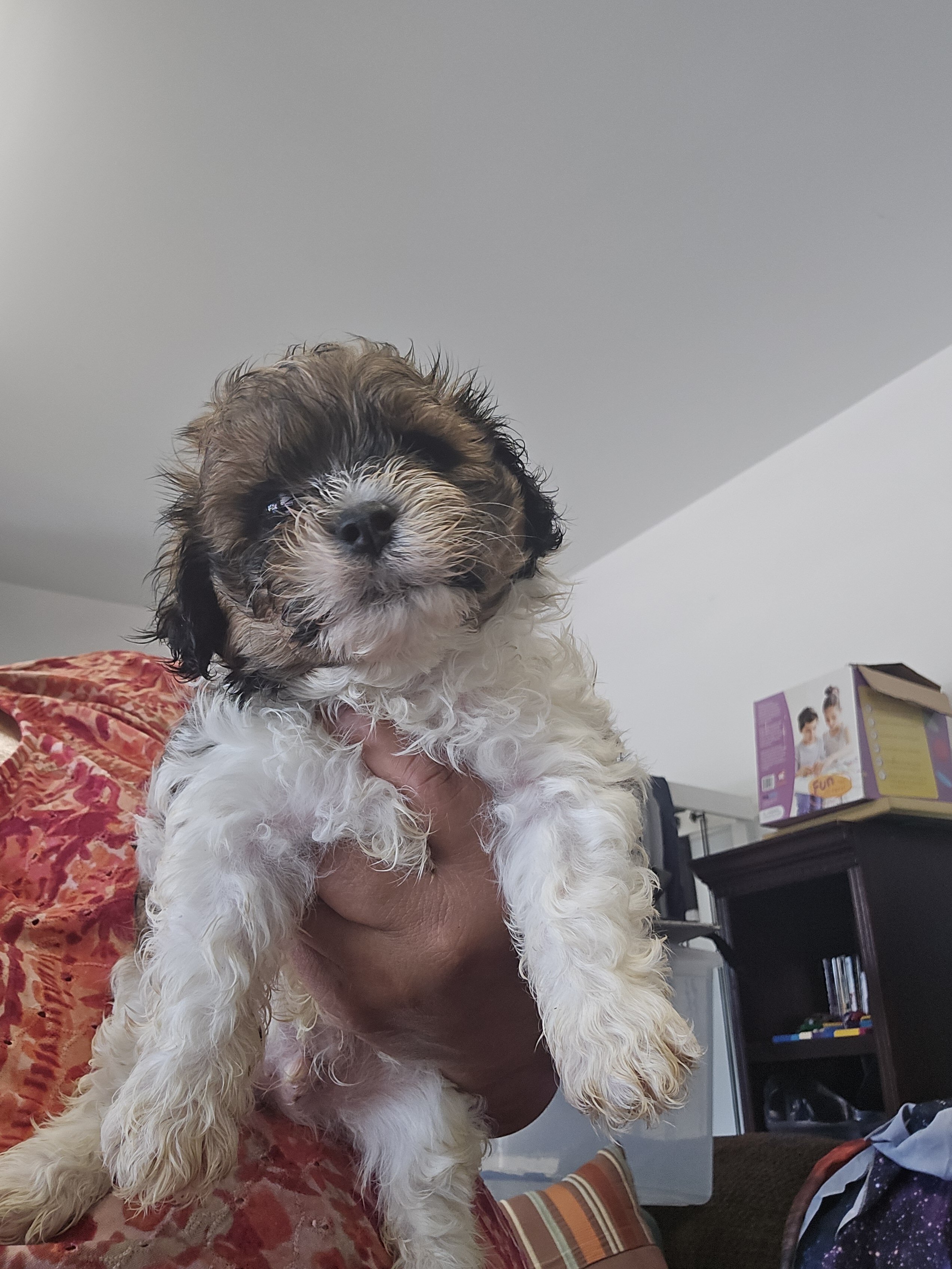 Maltipoo puppies image 1