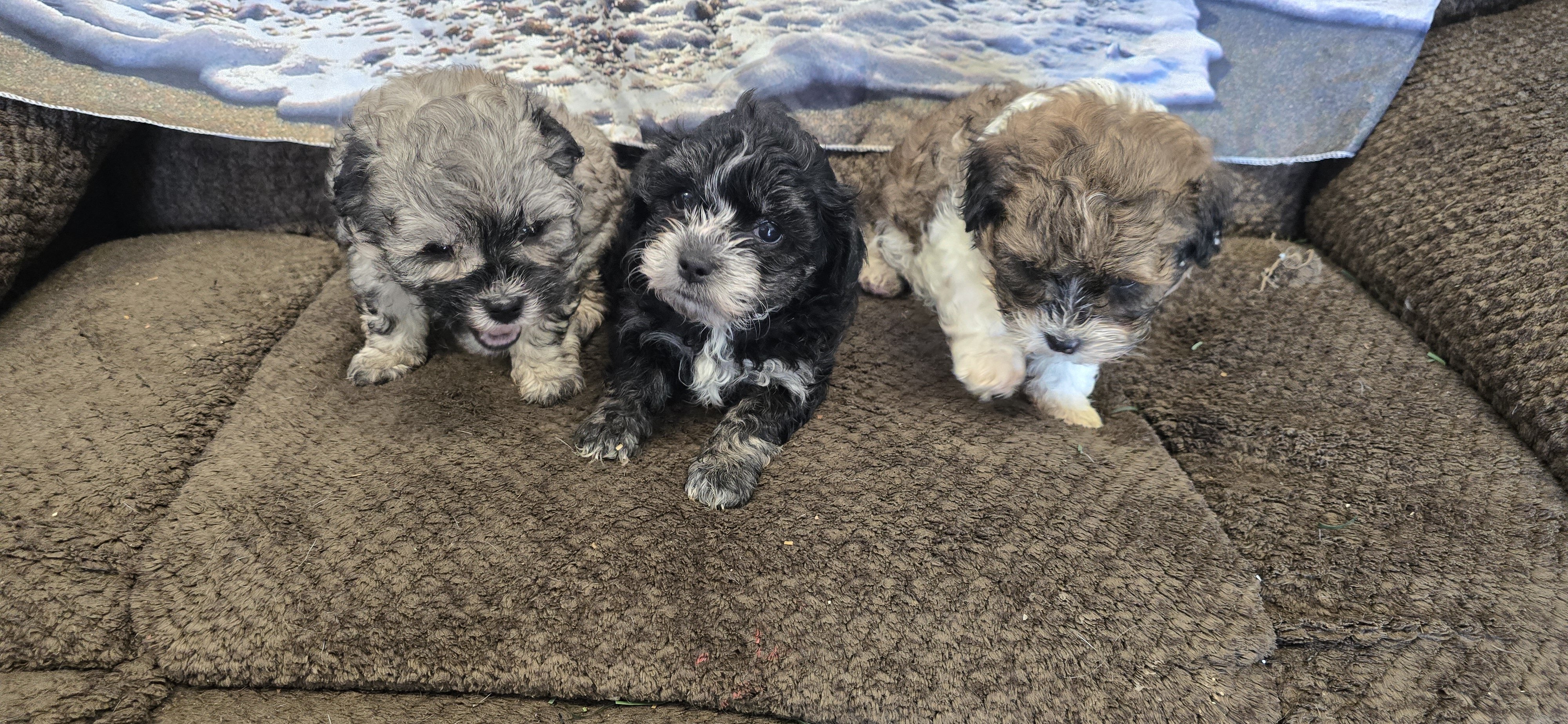 Maltipoo puppies image 3