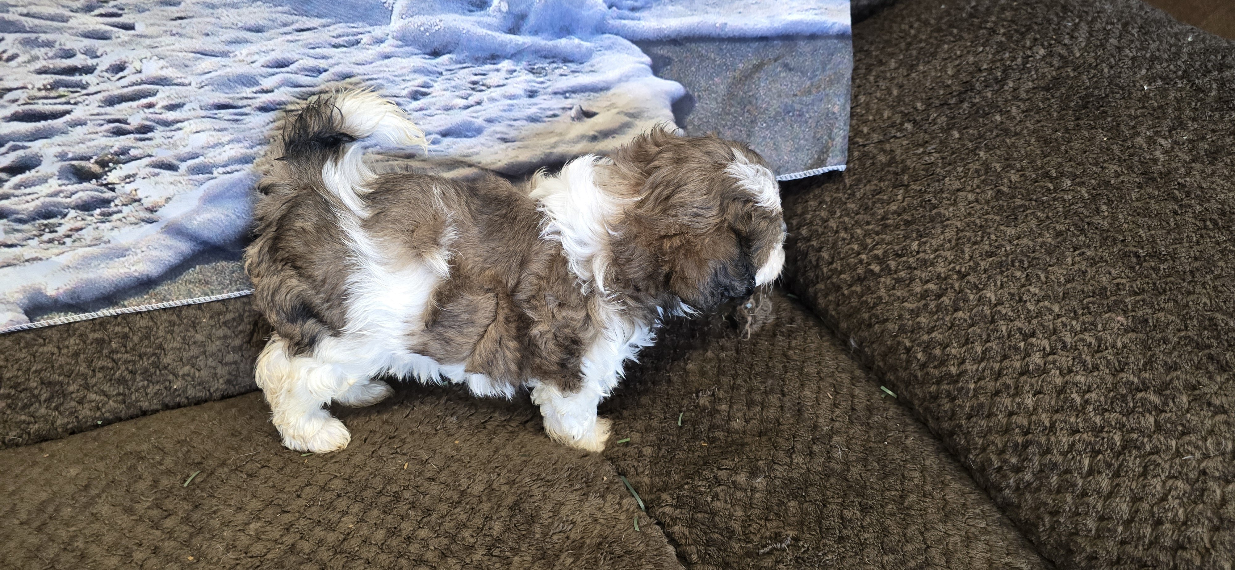 Maltipoo puppies image 4