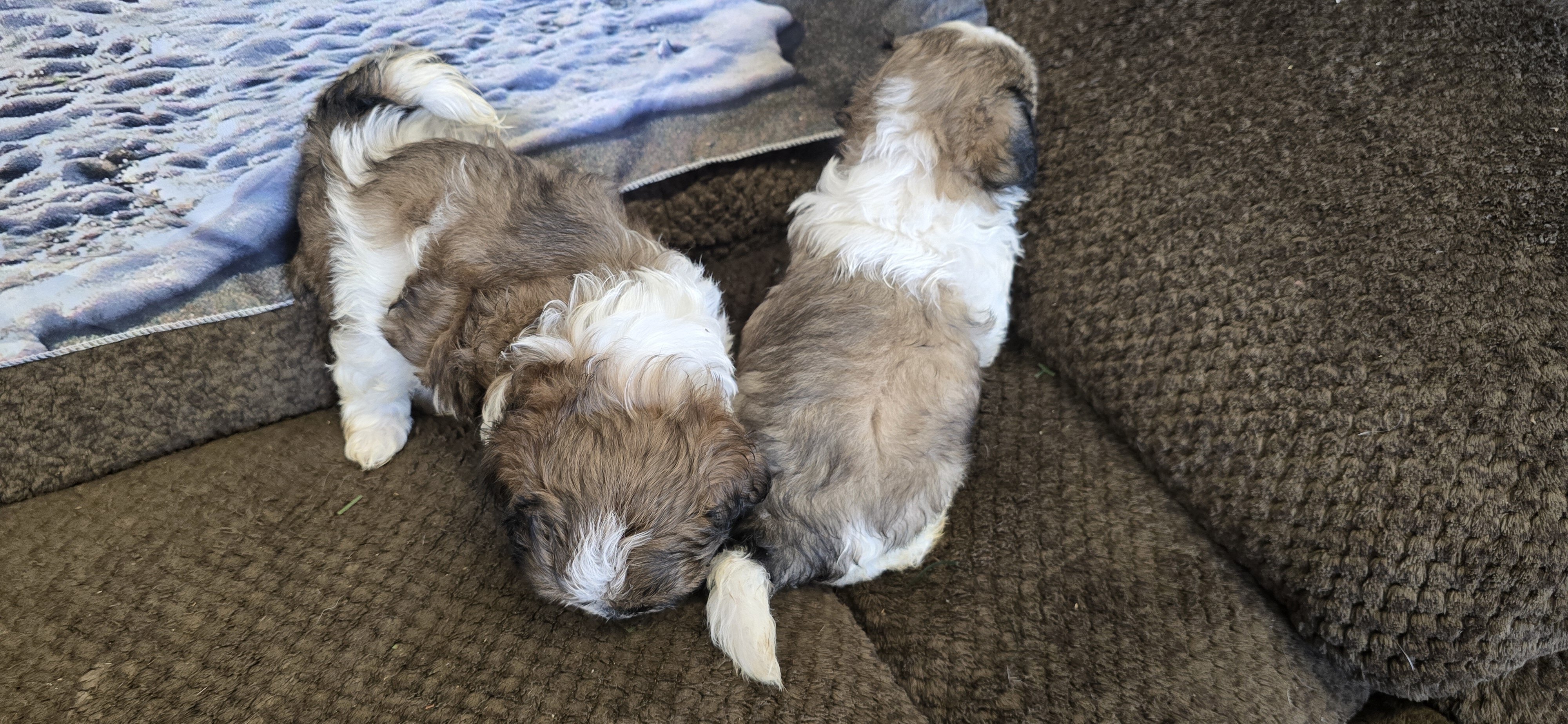 Maltipoo puppies image 5