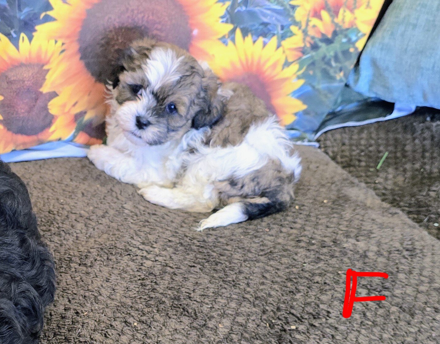 Maltipoo puppies image 6