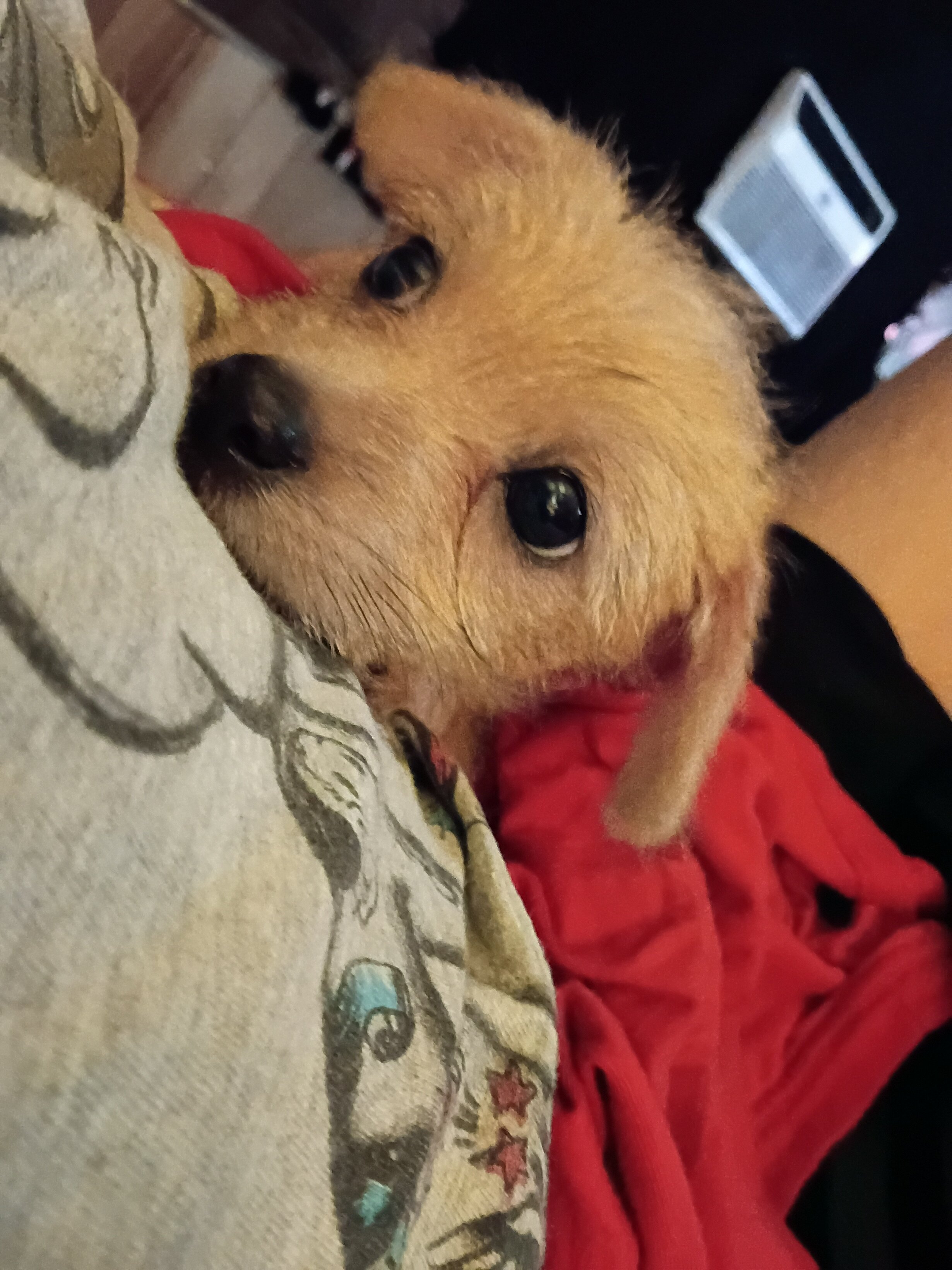 Loving playful Long haired Chihuahua puppy image 4