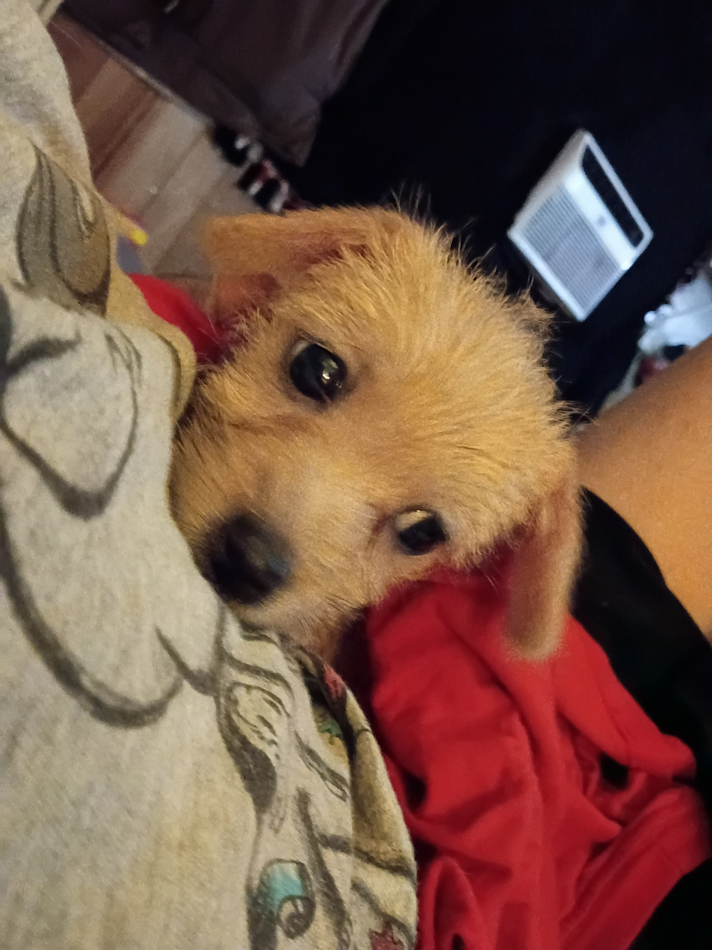 Loving playful Long haired Chihuahua puppy image 2