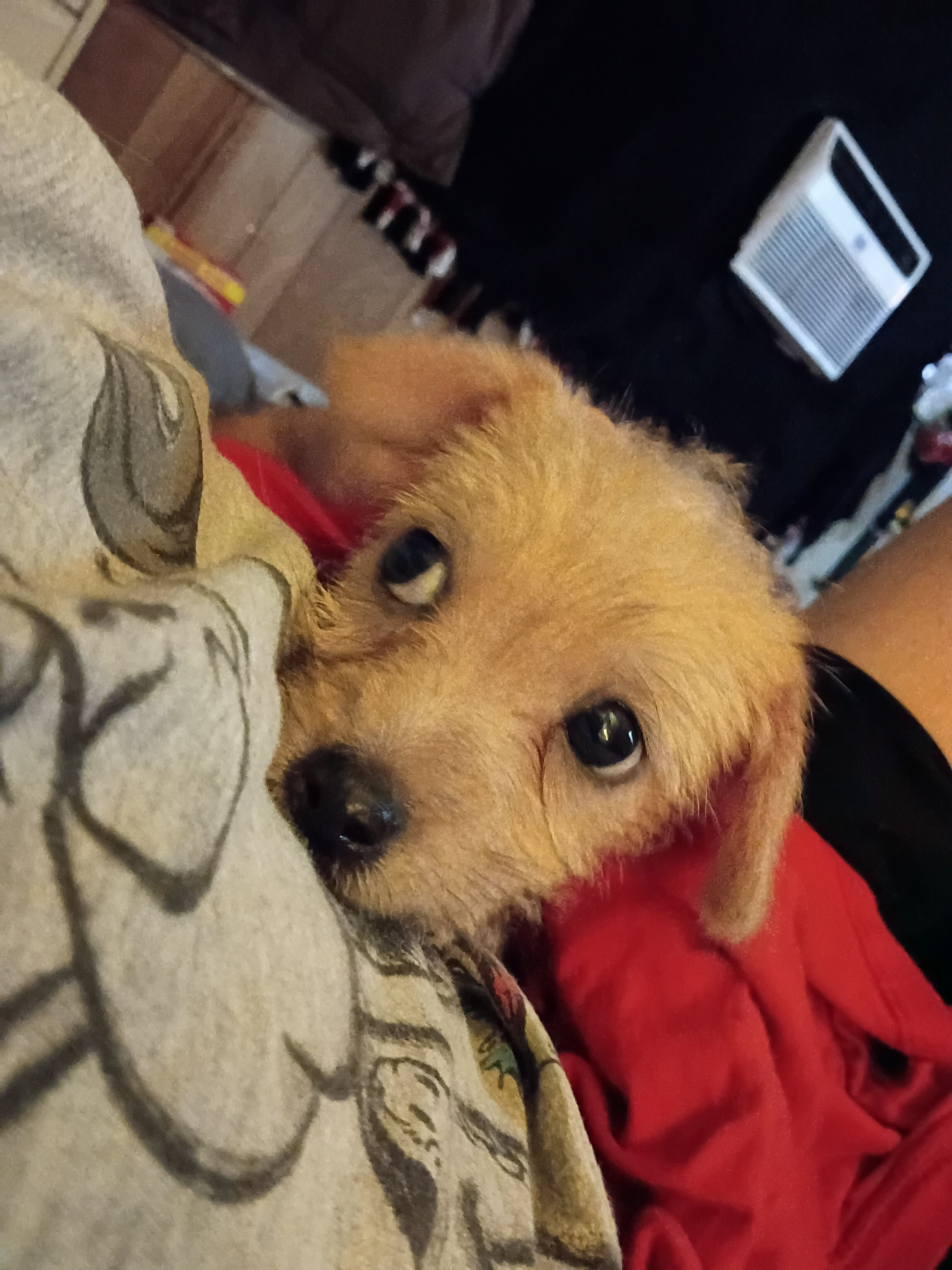 Loving playful Long haired Chihuahua puppy image 6