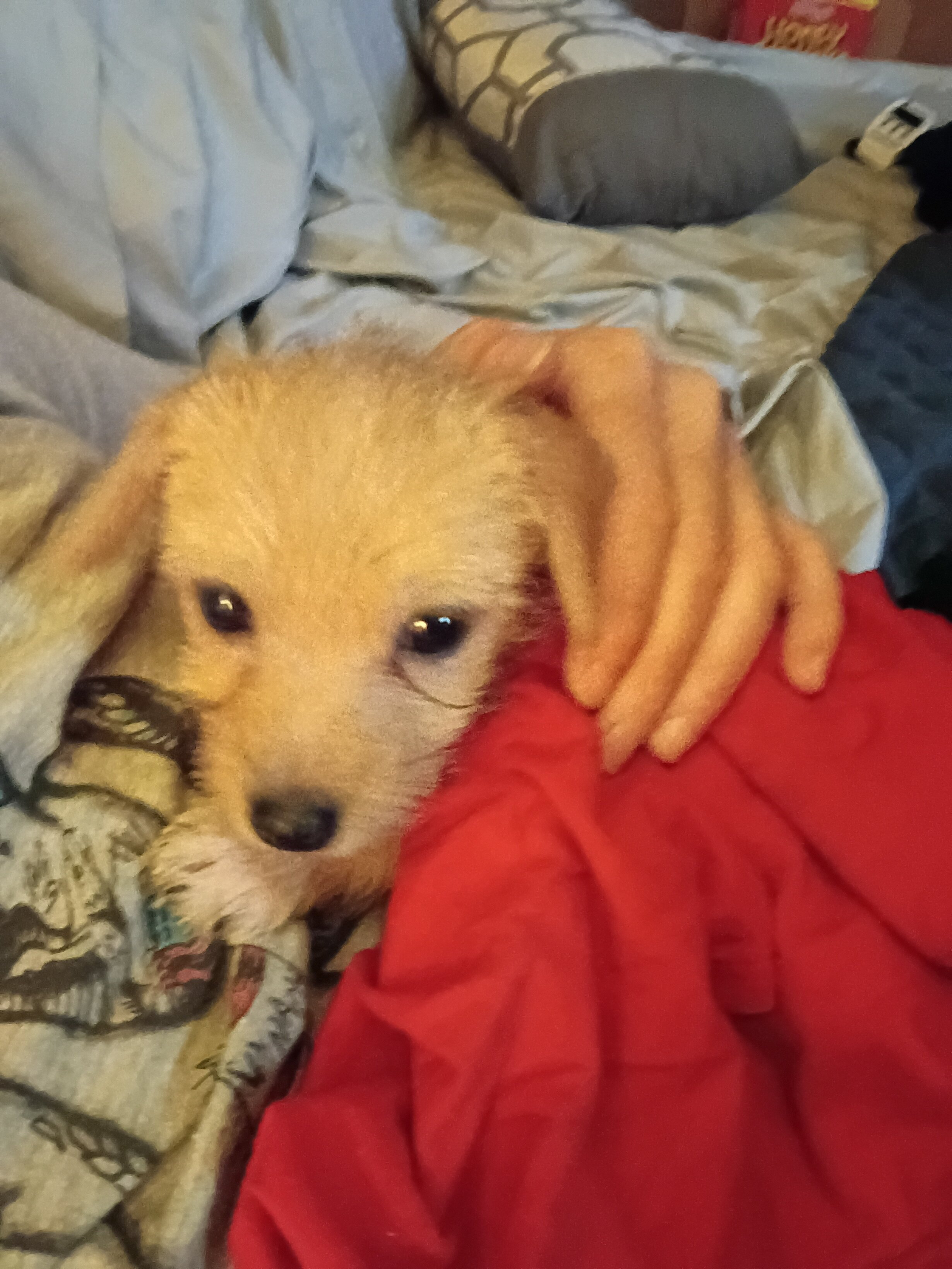 Loving playful Long haired Chihuahua puppy image 5