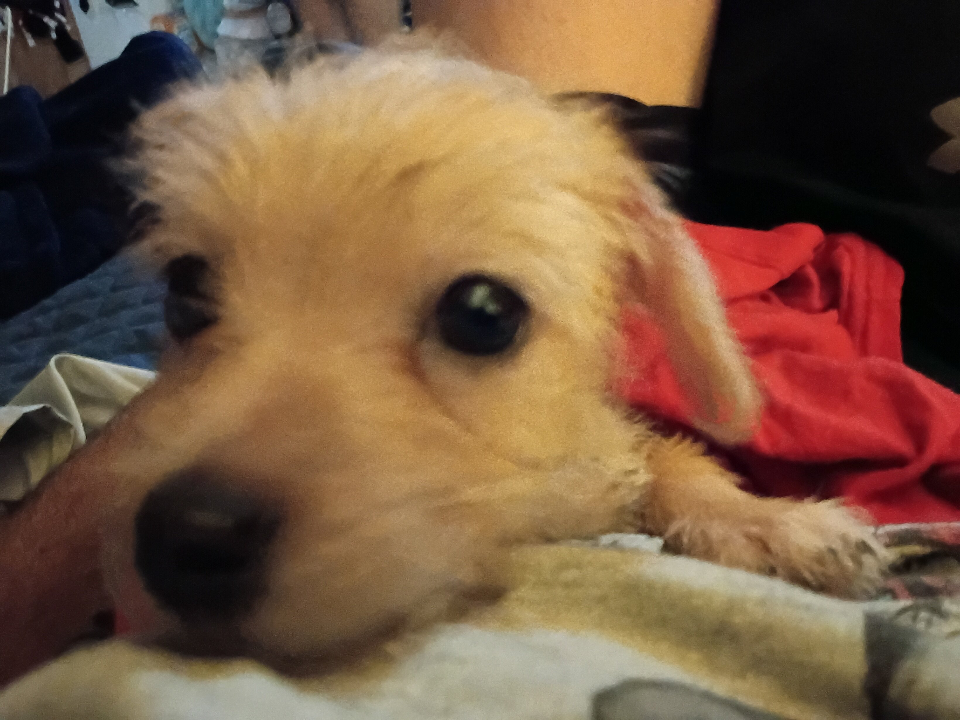 Loving playful Long haired Chihuahua puppy image 8