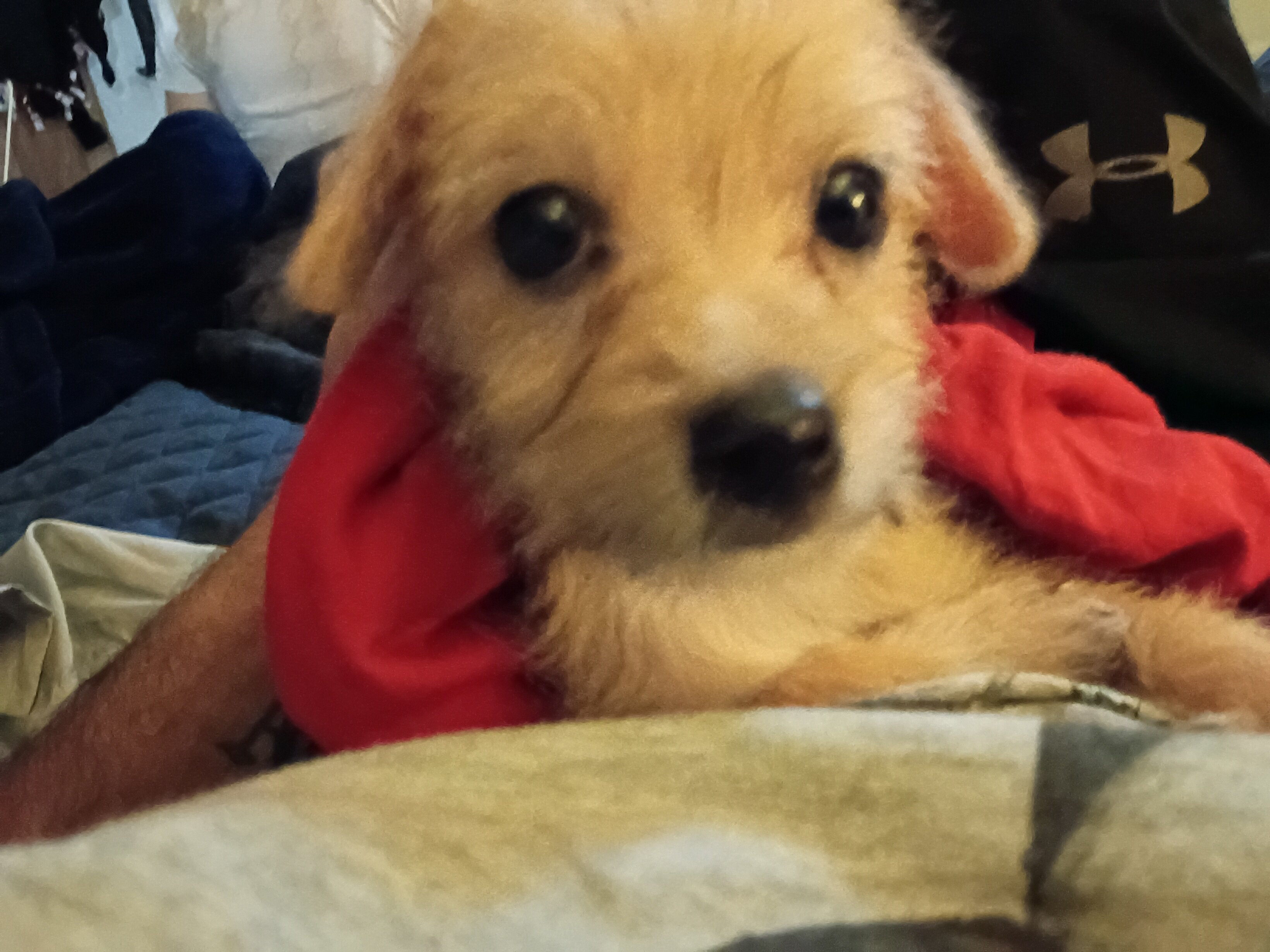 Loving playful Long haired Chihuahua puppy image 1