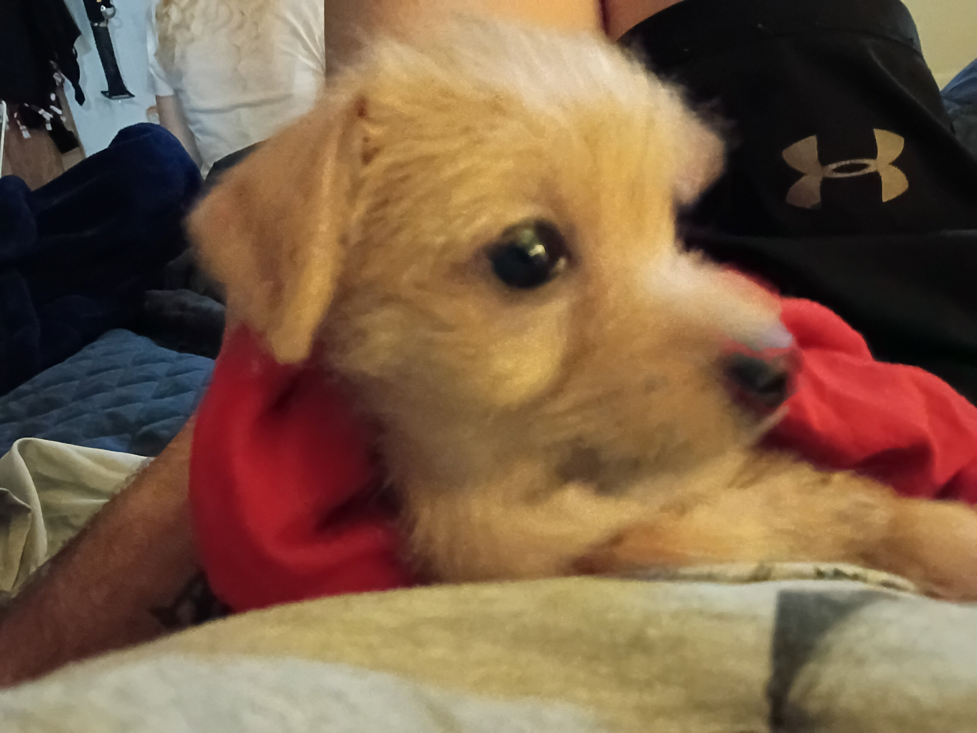 Loving playful Long haired Chihuahua puppy image 7