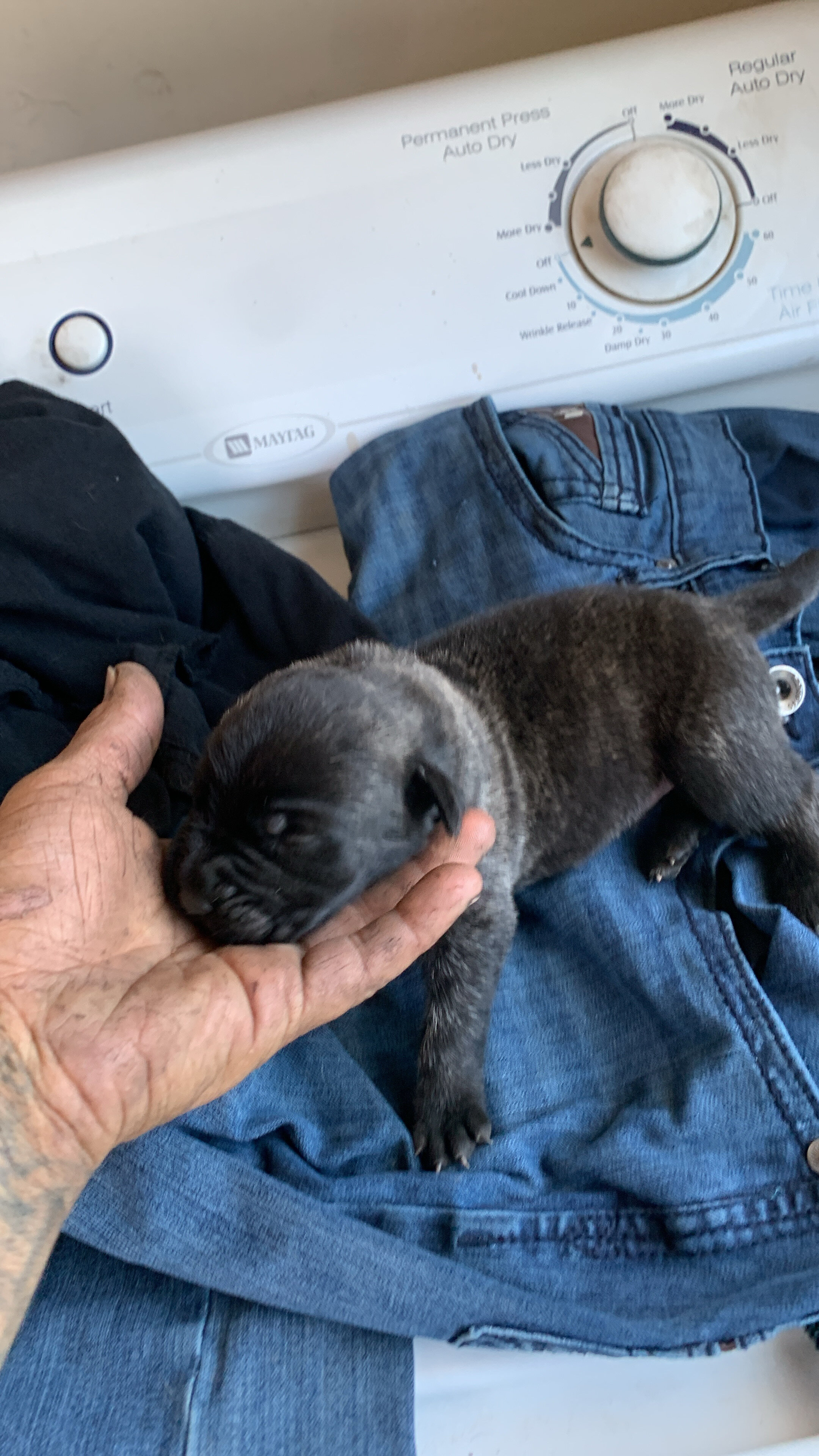Pups cane corso pups image 2