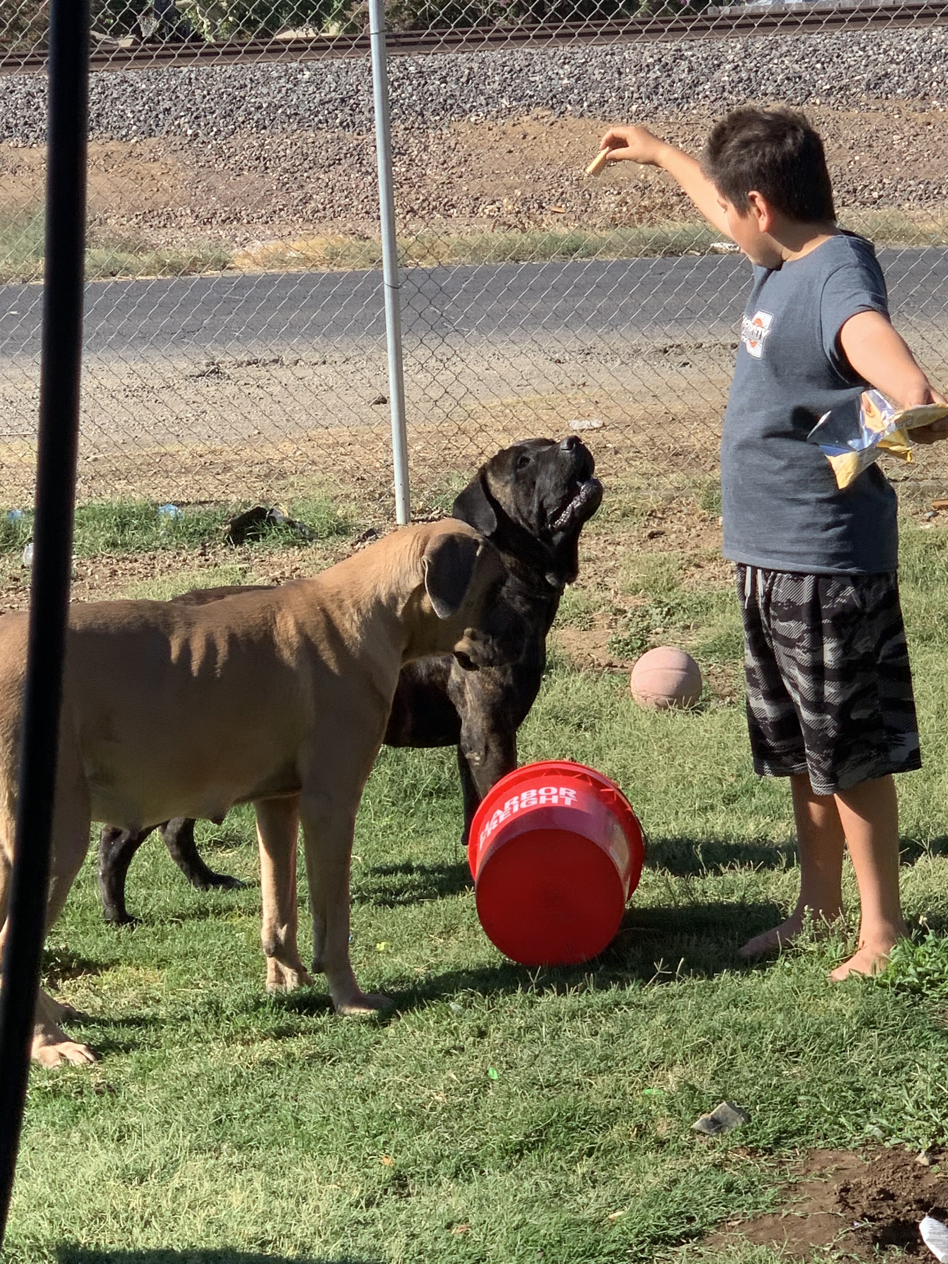 Pups cane corso pups image 4