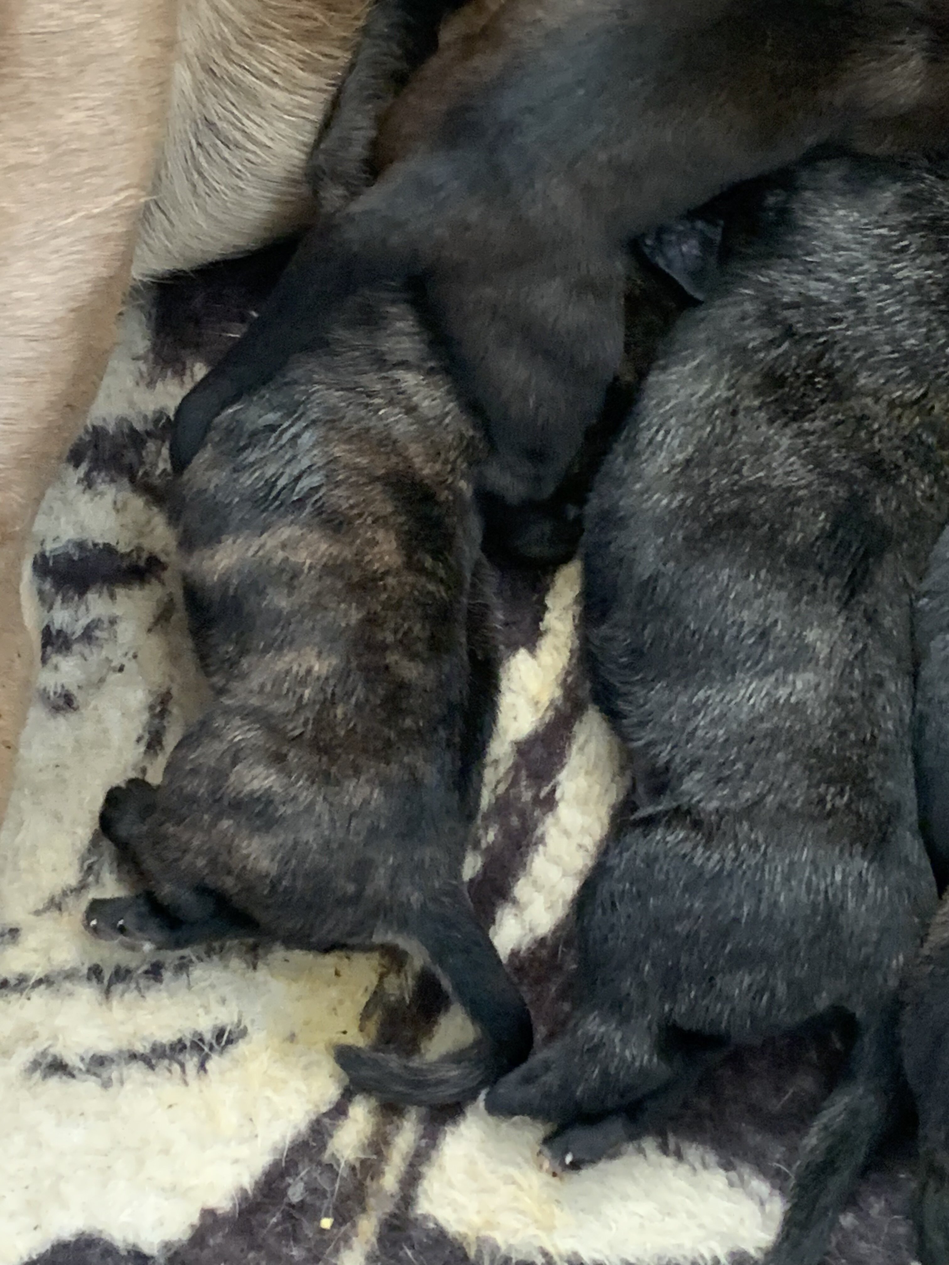 Pups cane corso pups image 3