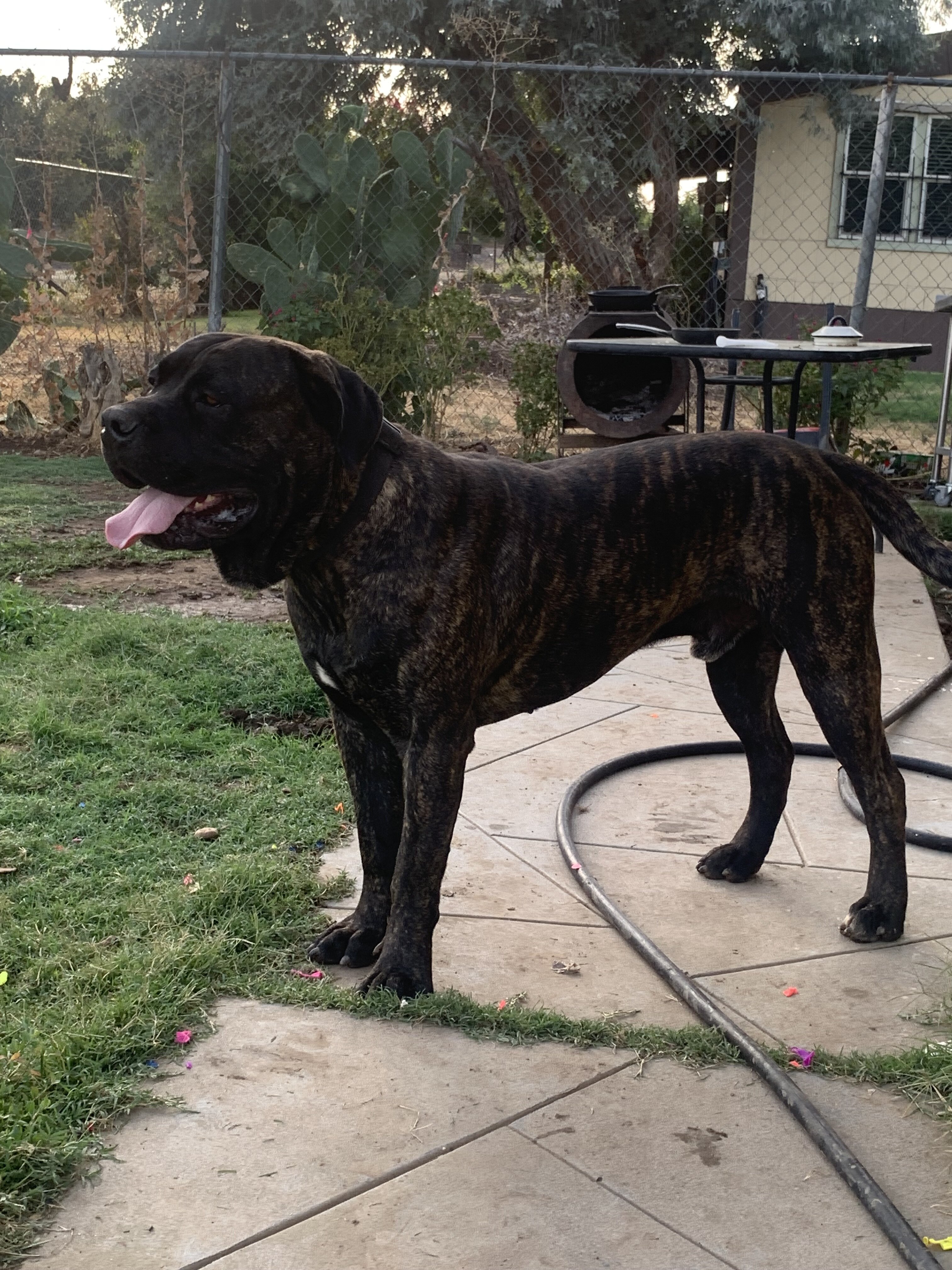 Pups cane corso pups image 1