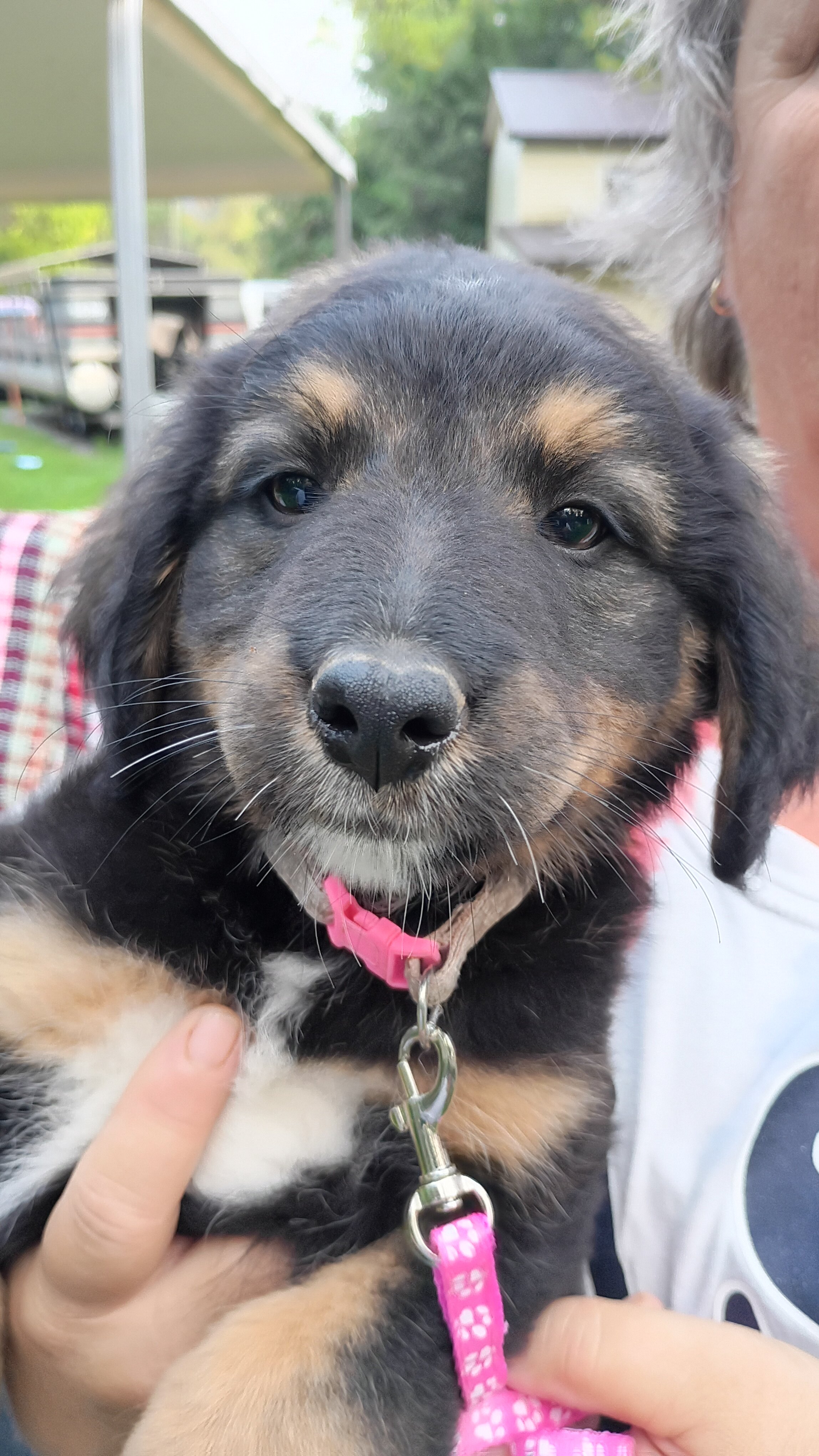 Bernese Mountain Dog and German Shepherd mix puppi image 1
