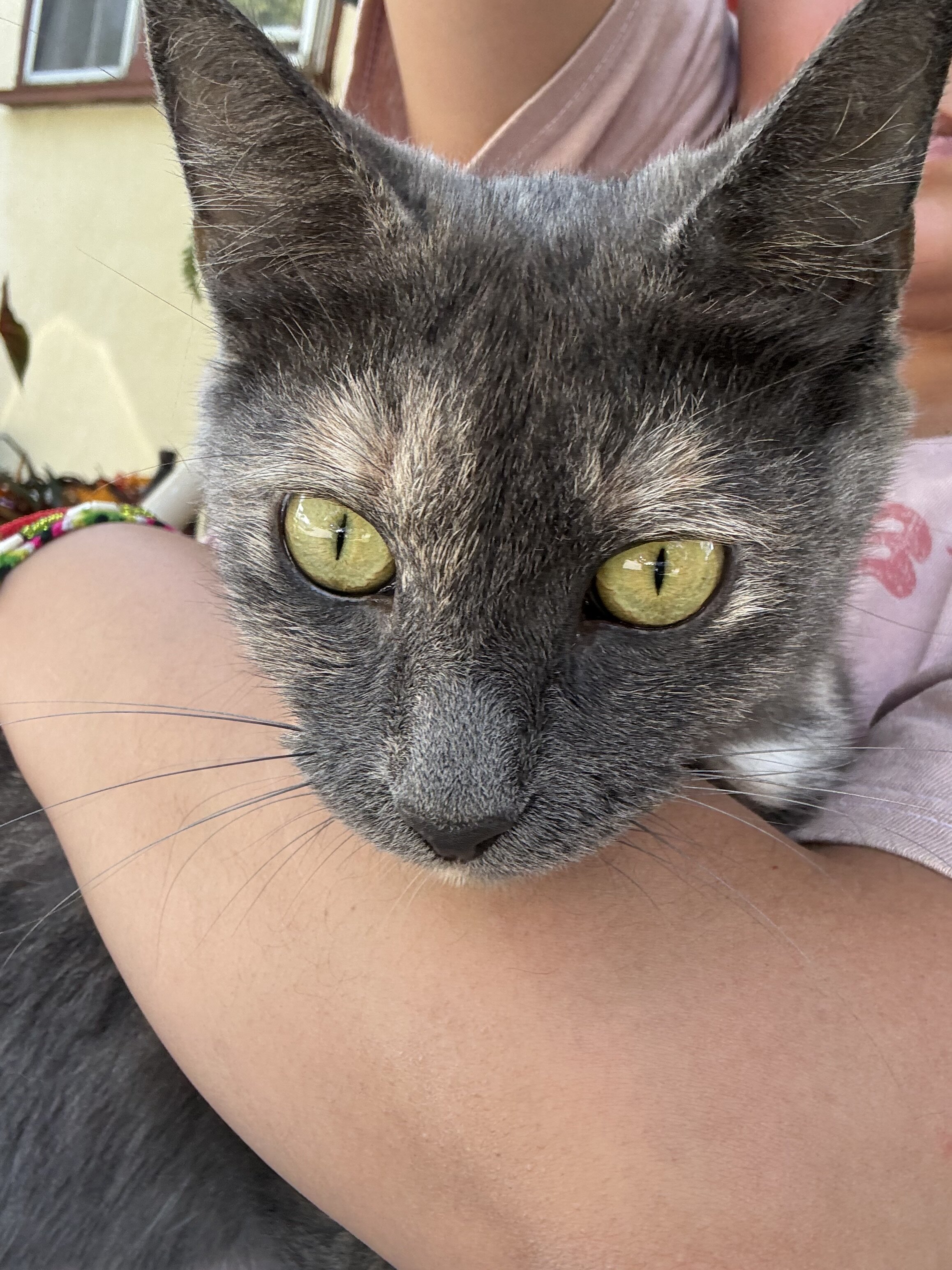 Female cat for adoption image 1