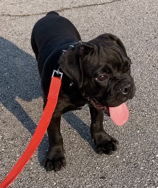 Male Olde English Bulldogge image 2