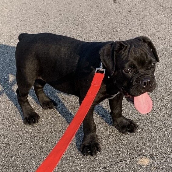Male Olde English Bulldogge image 1