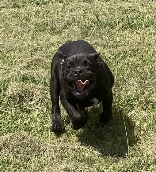 Male Olde English Bulldogge image 5