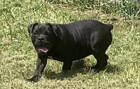 Male Olde English Bulldogge image 4