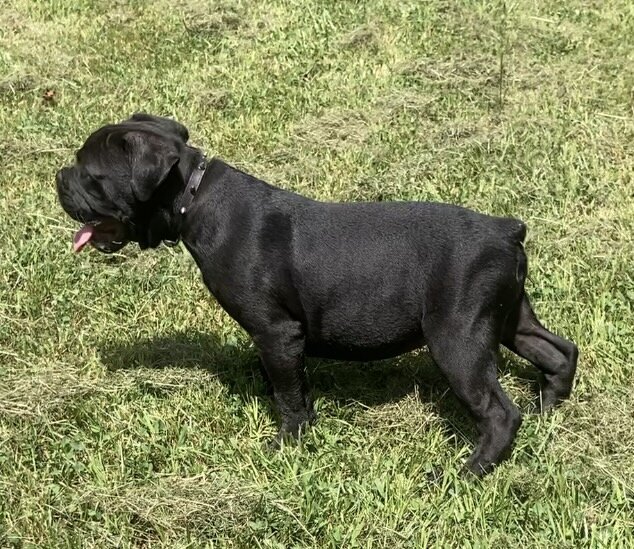 Male Olde English Bulldogge image 3