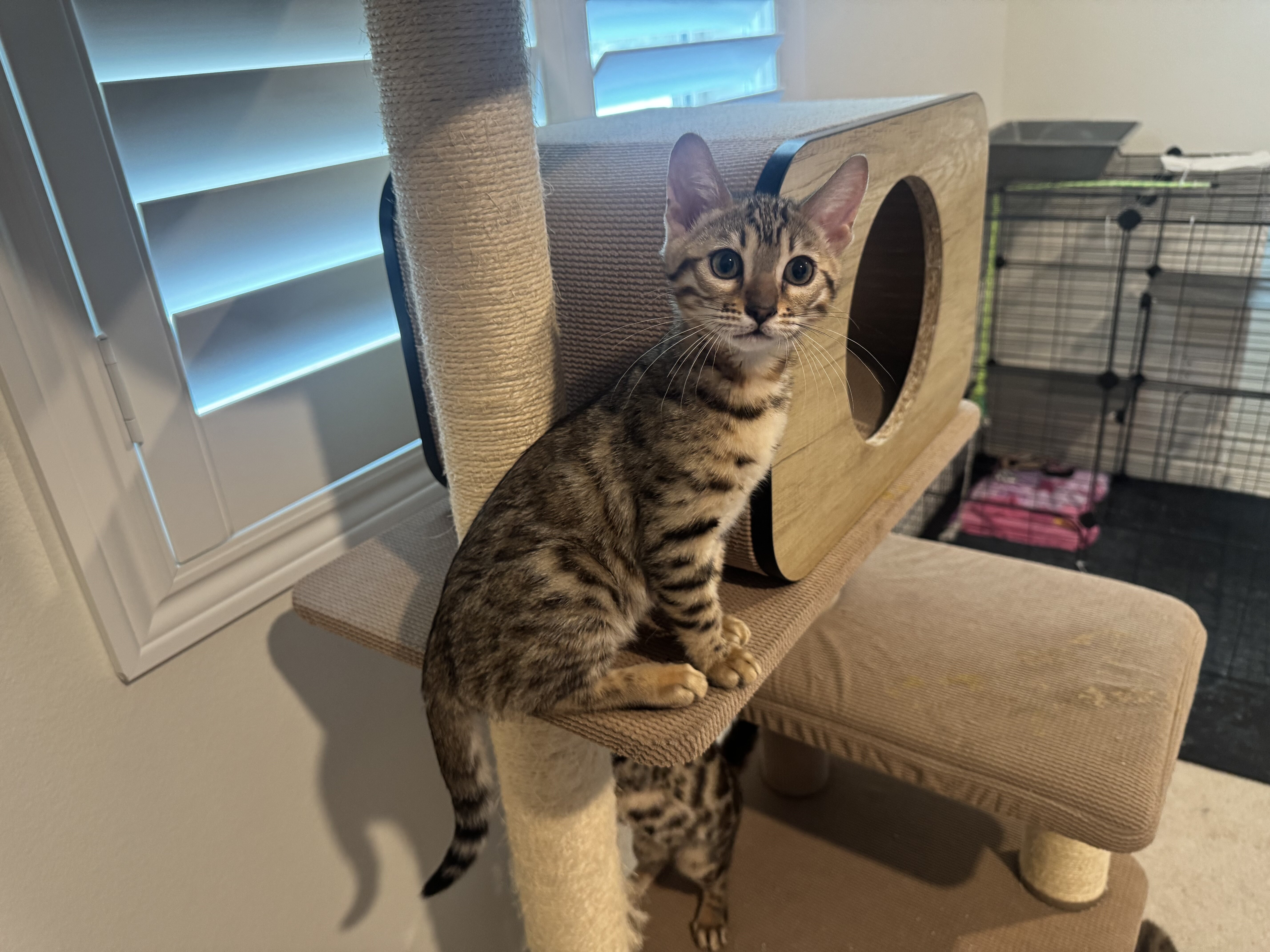Bengal Kitten image 2