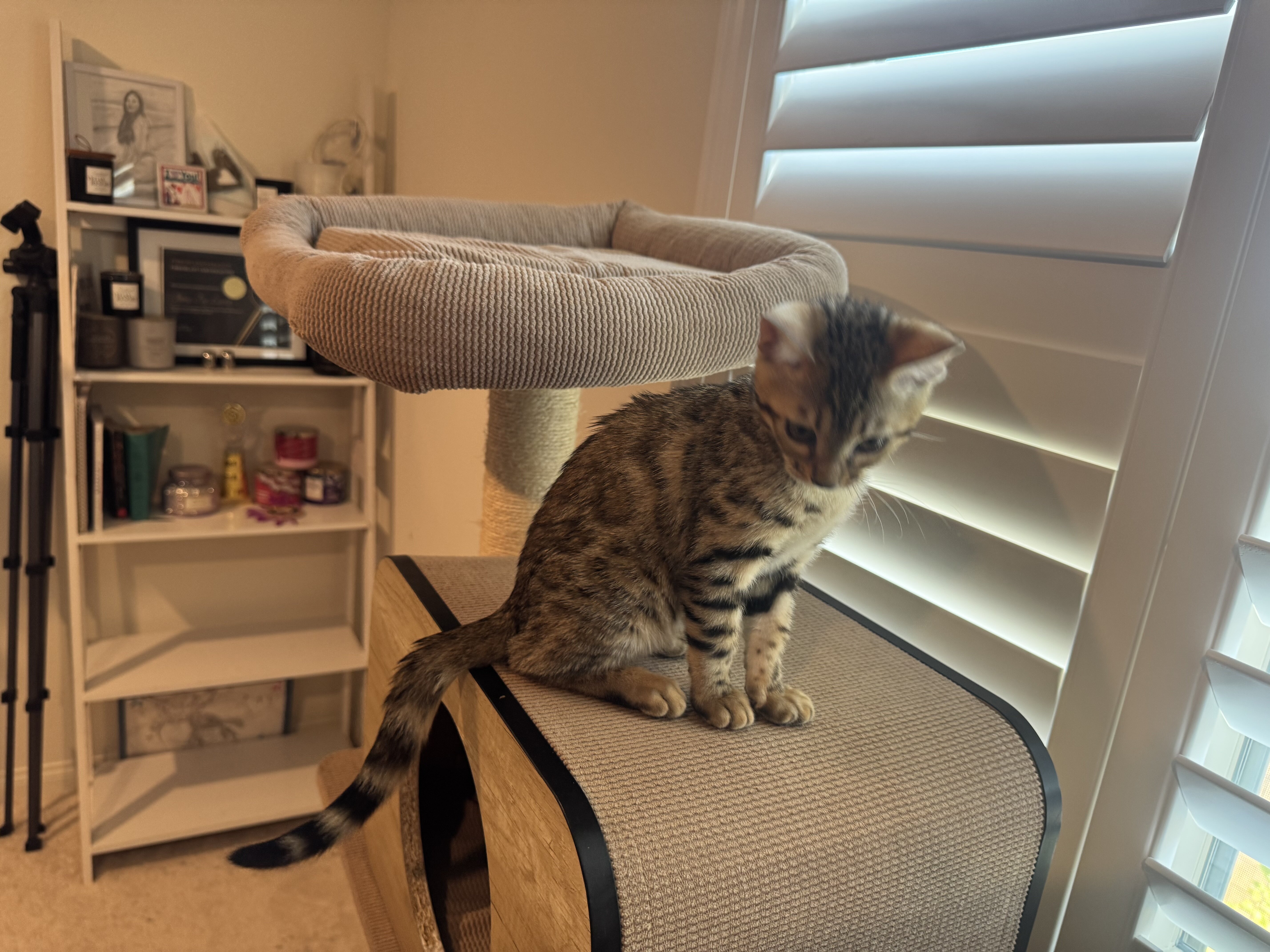 Bengal Kitten image 1