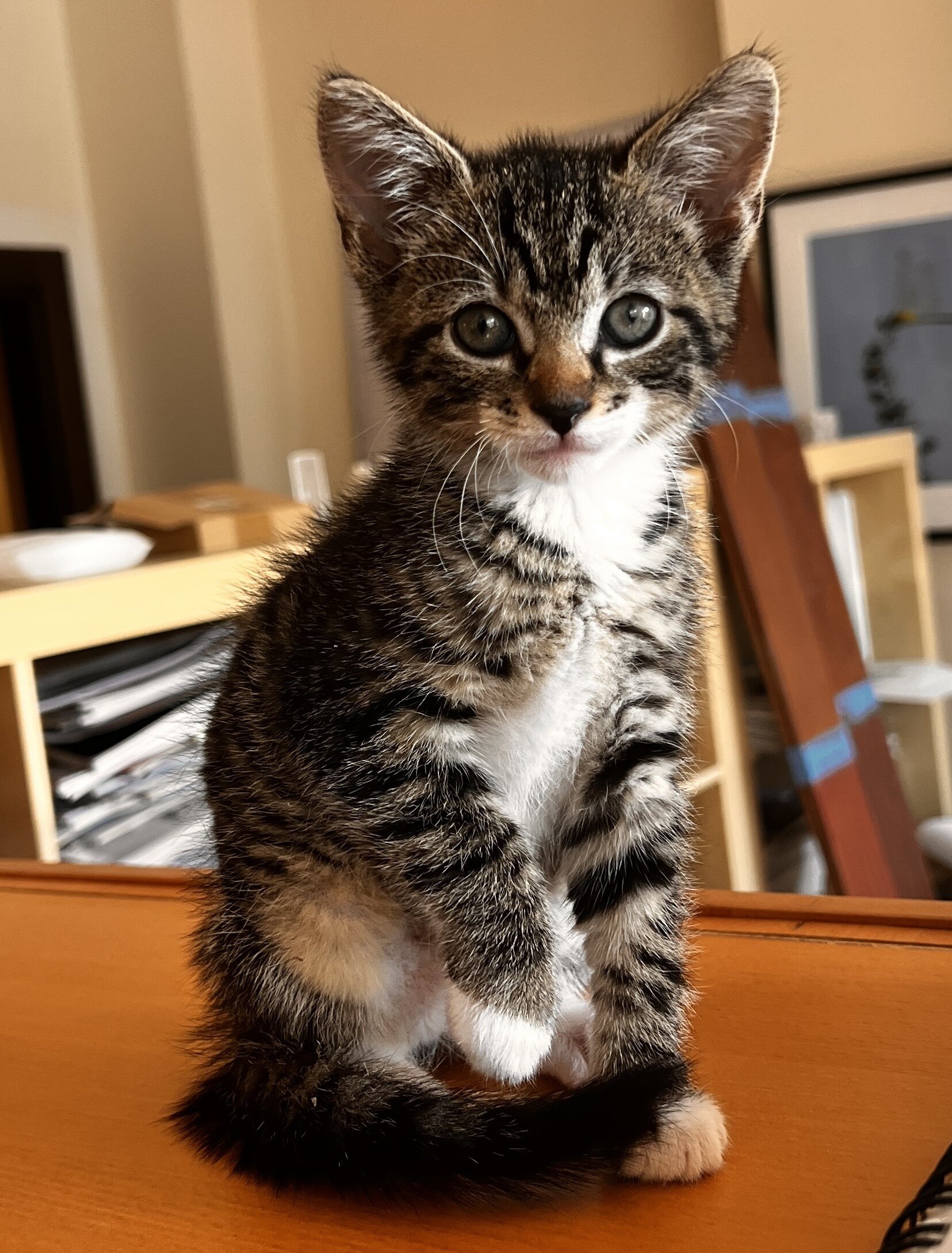 Adopt Stripy in Nyack, NY image 1