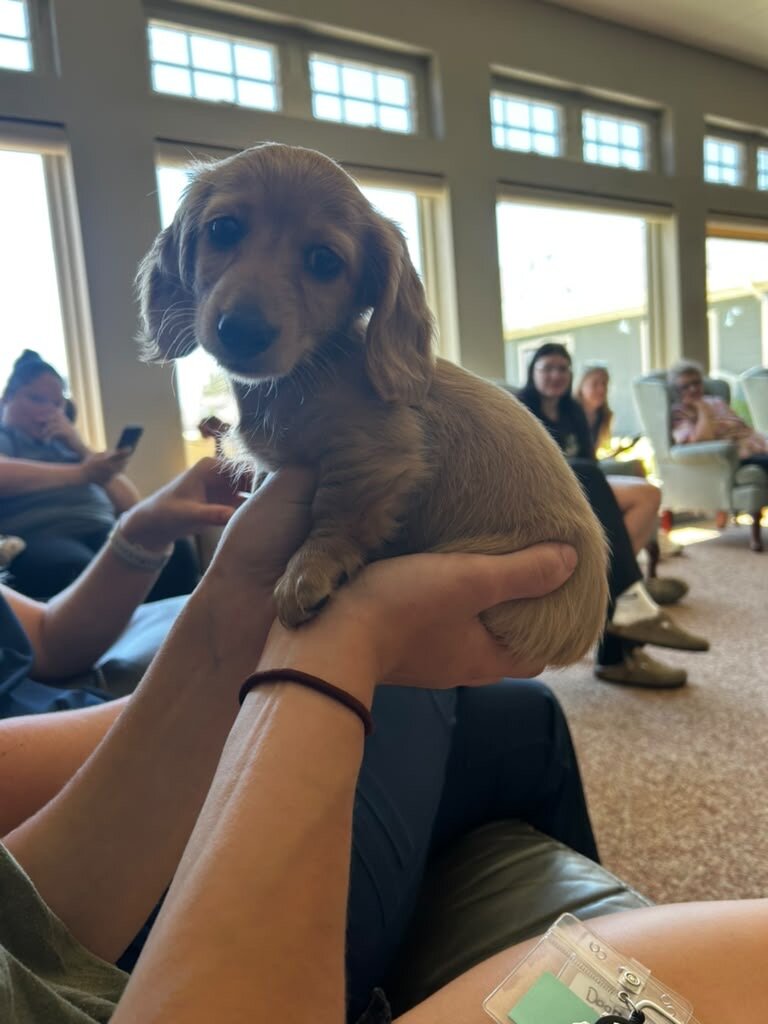 ALC female Dachshund image 1