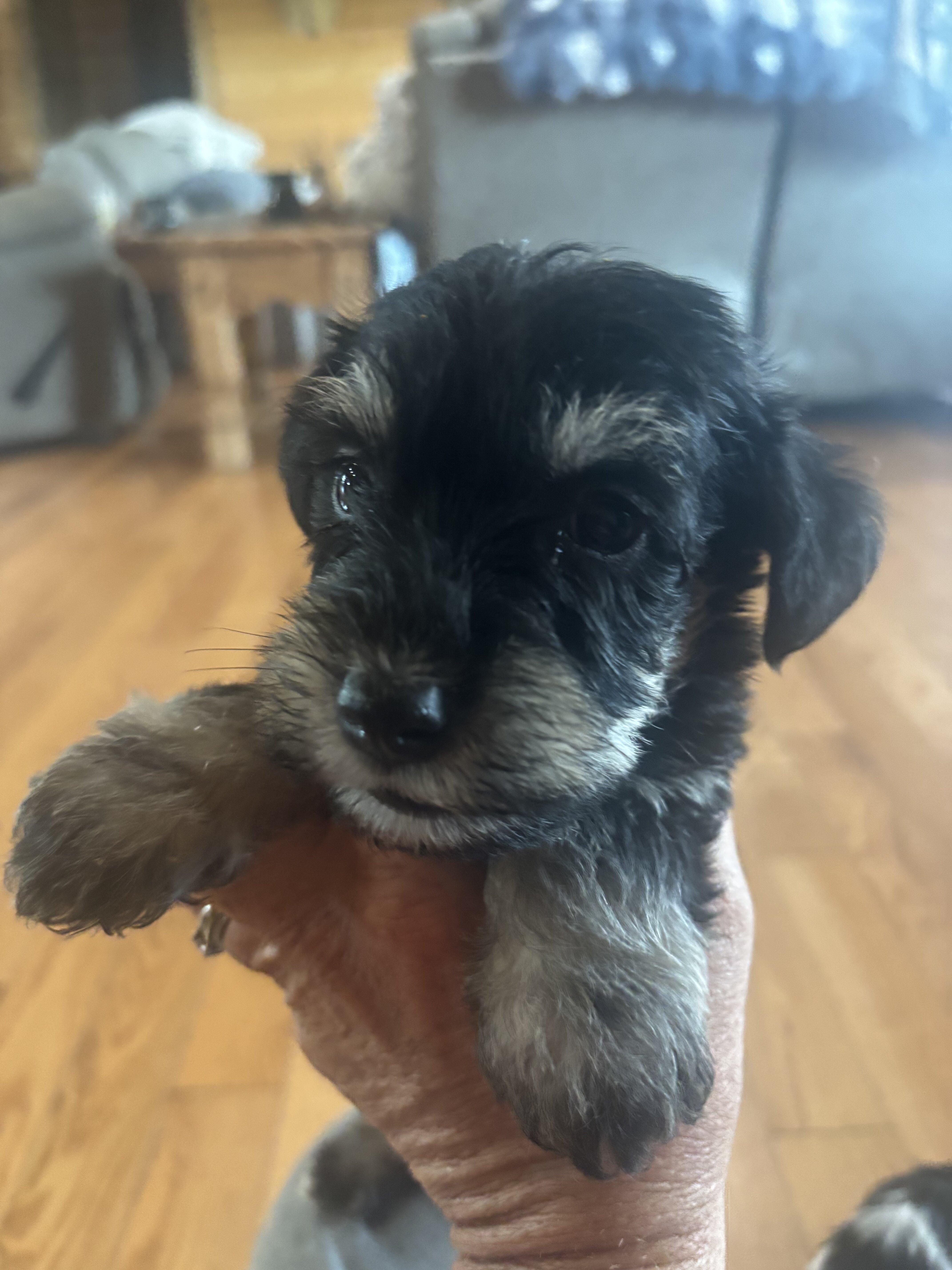MINI SCHNAUZERS image 3