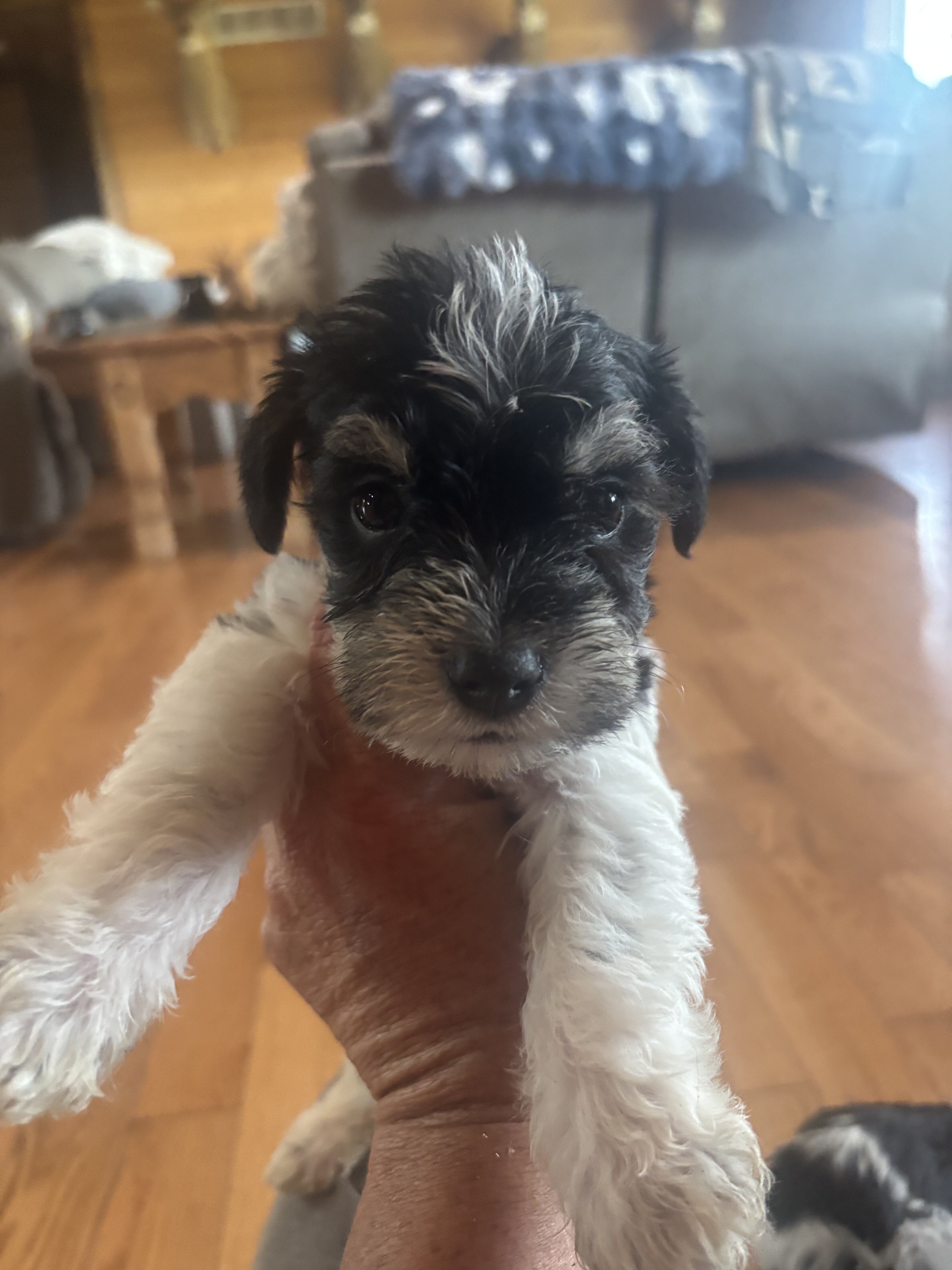 MINI SCHNAUZERS image 4