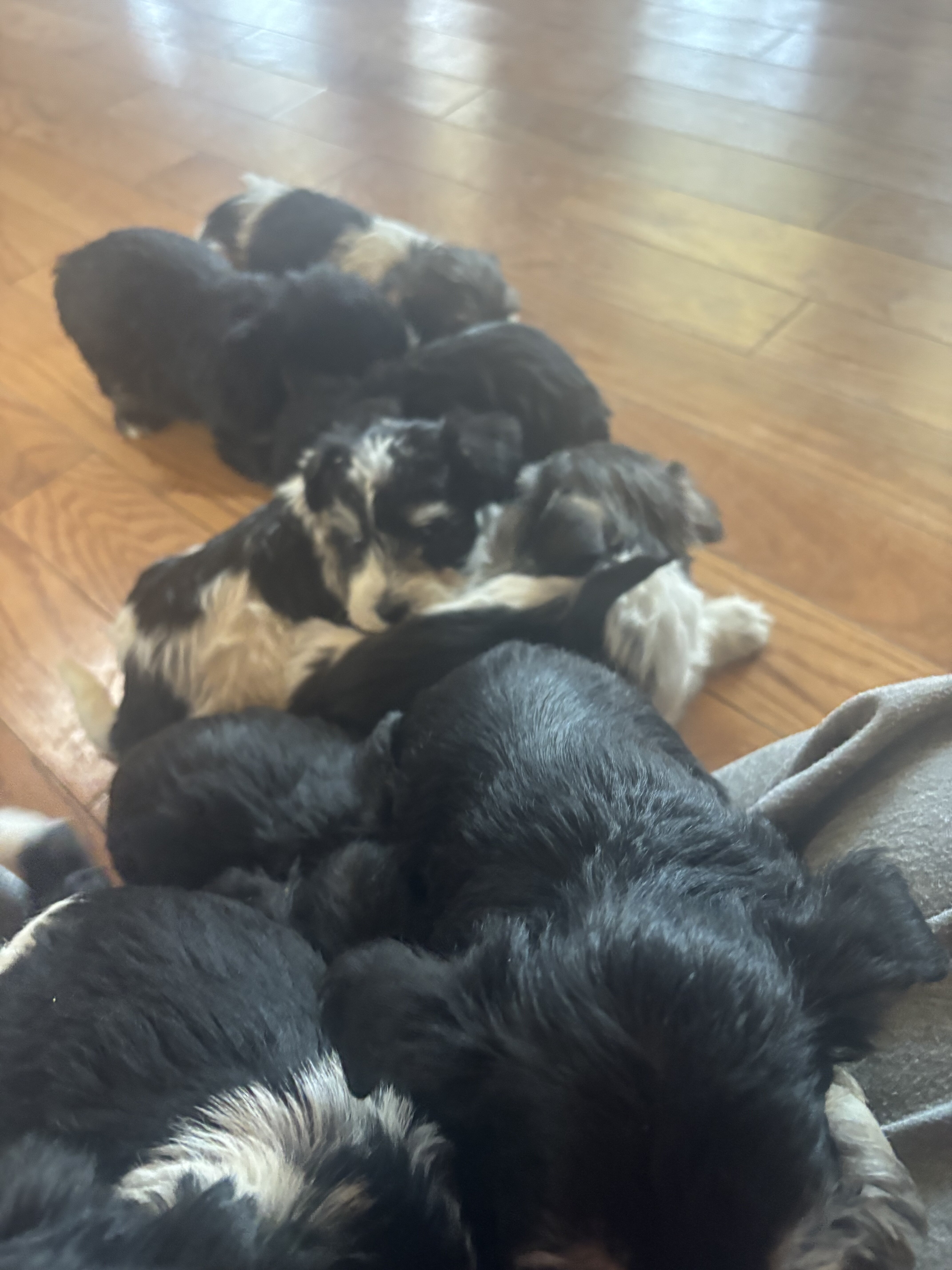 MINI SCHNAUZERS image 1