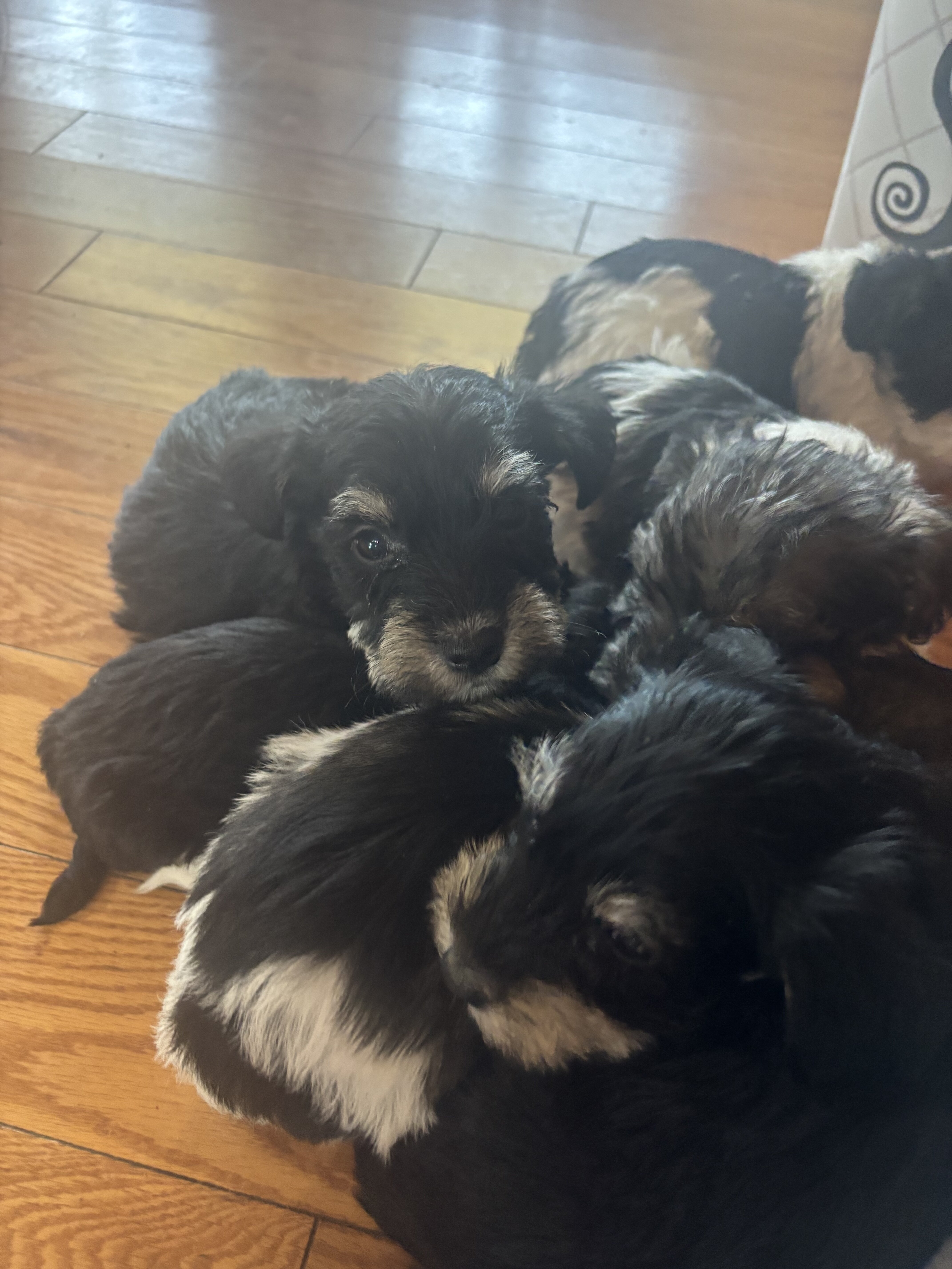 MINI SCHNAUZERS image 2