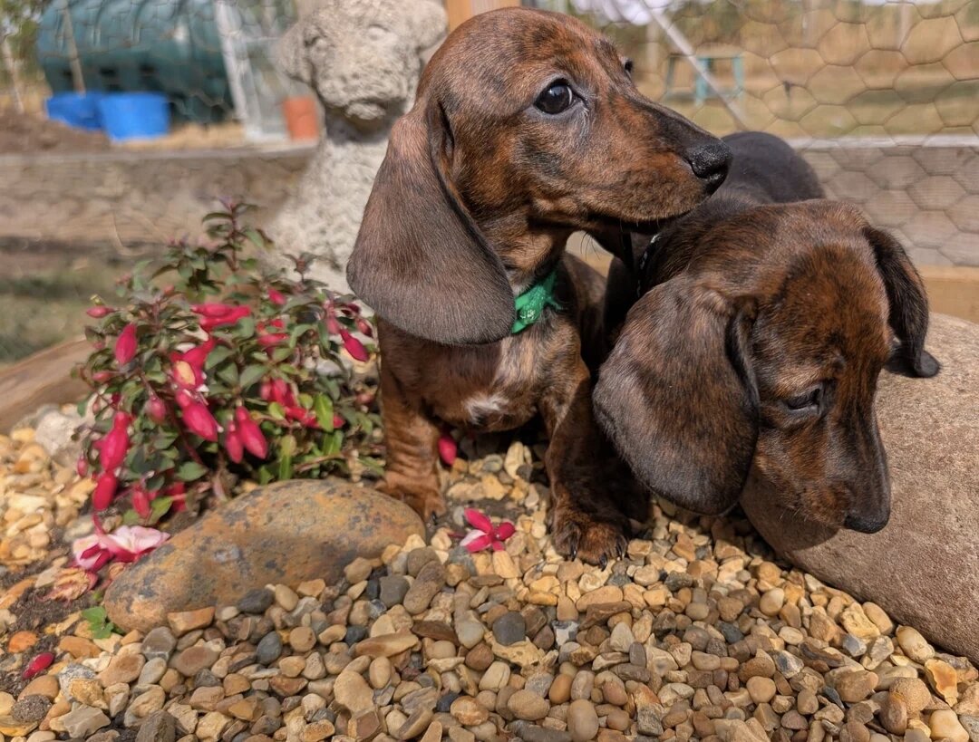 Beautiful dashound puppy’s image 1