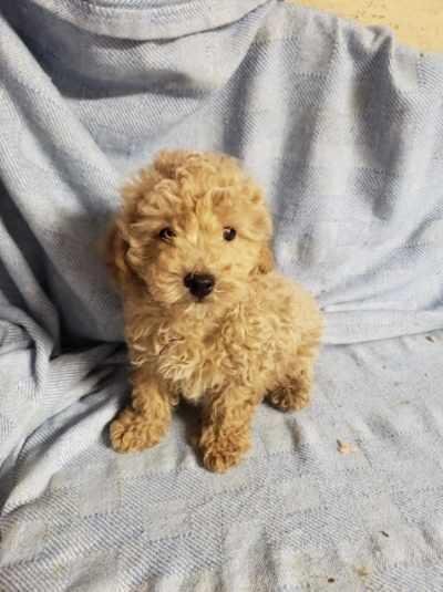 Bichonpoo image 1