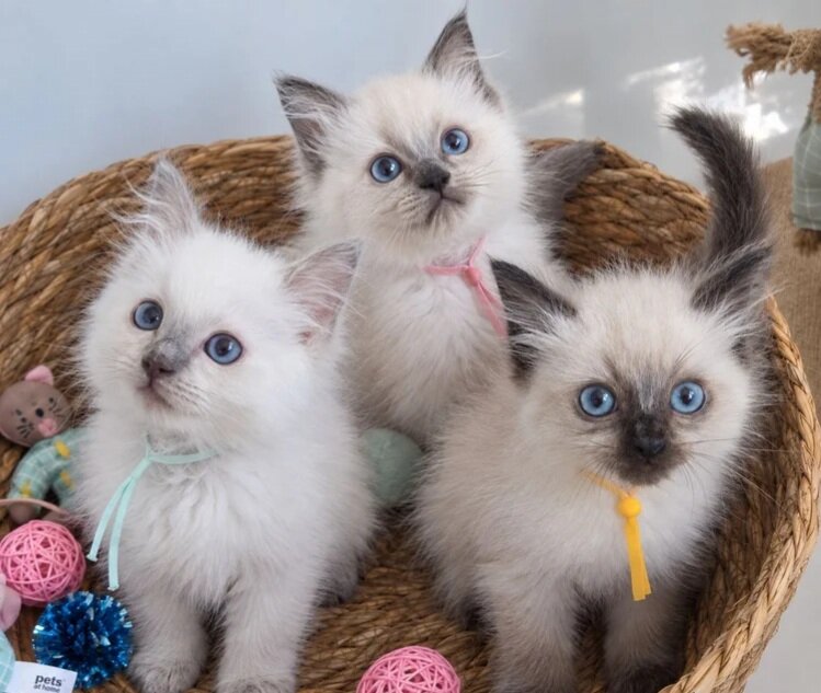 Stunning Ragdoll Kittens image 1