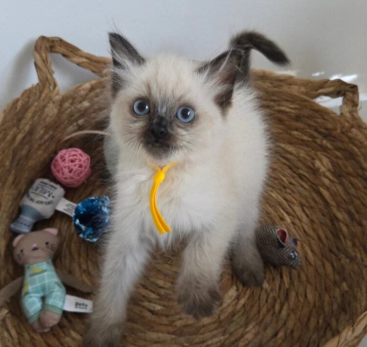 Stunning Ragdoll Kittens image 2