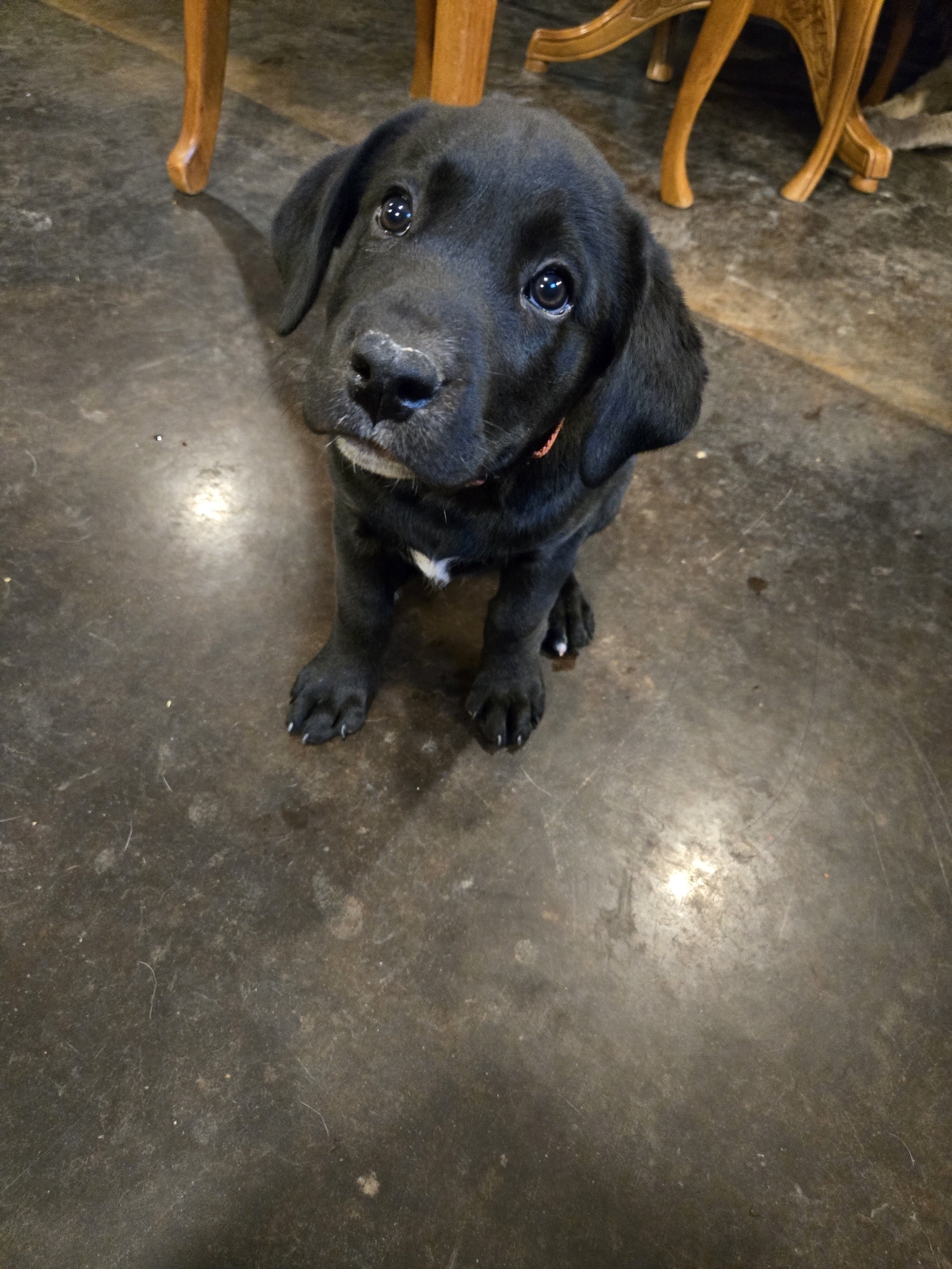 2 Black Labradore puppies image 4