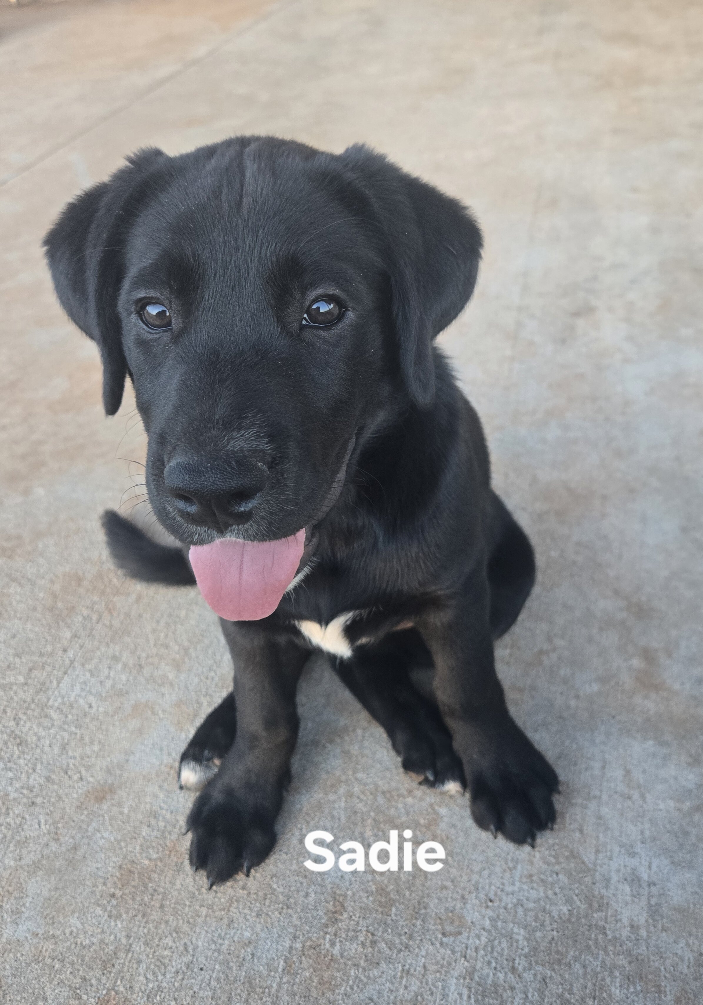 2 Black Labradore puppies image 2