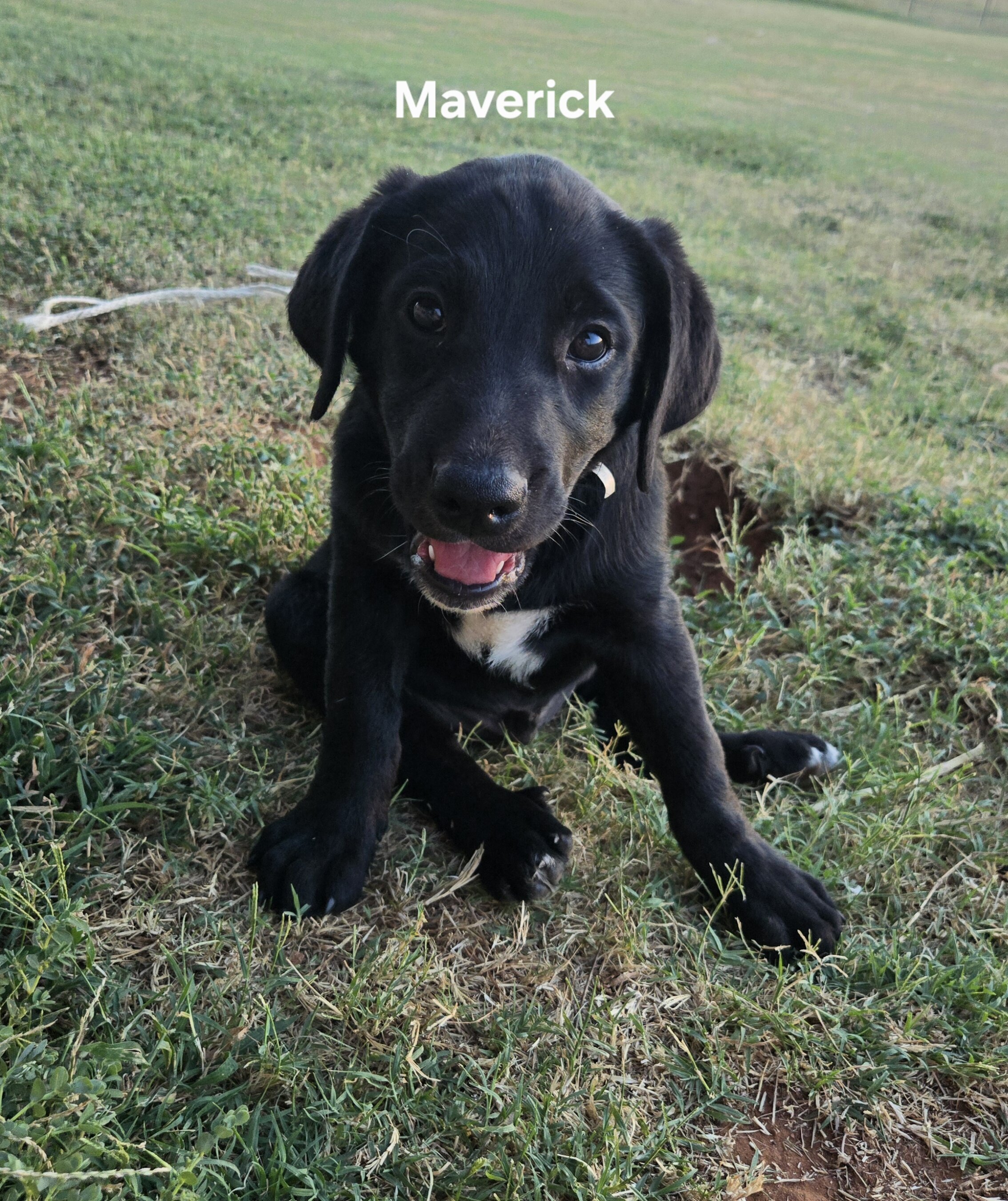 2 Black Labradore puppies image 1