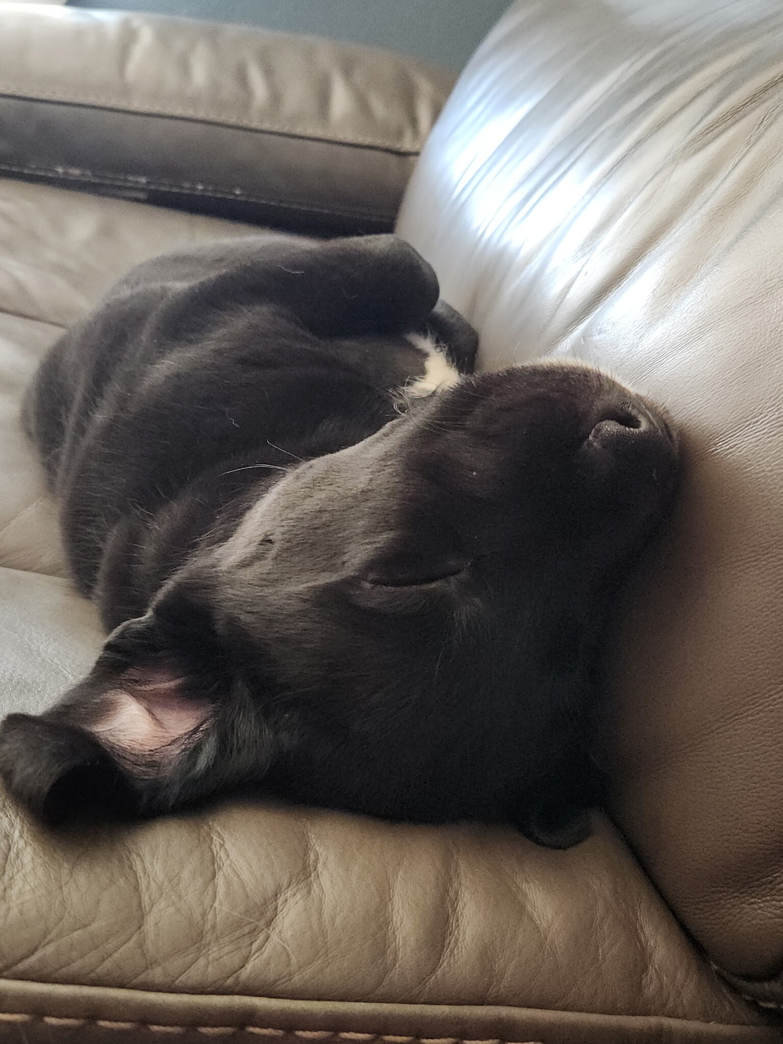 2 Black Labradore puppies image 3