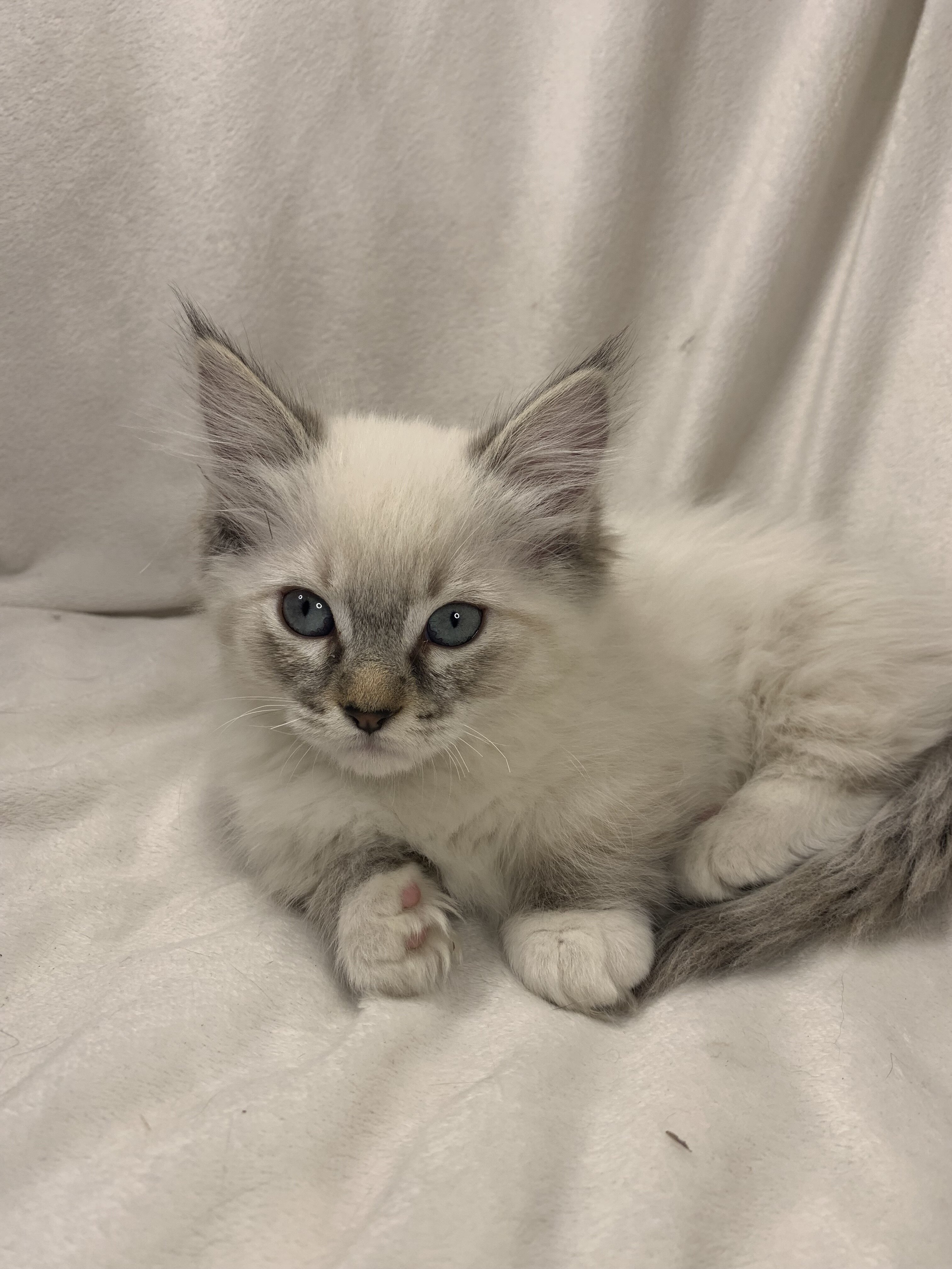 Munchkin Ragdoll Kittens image 4