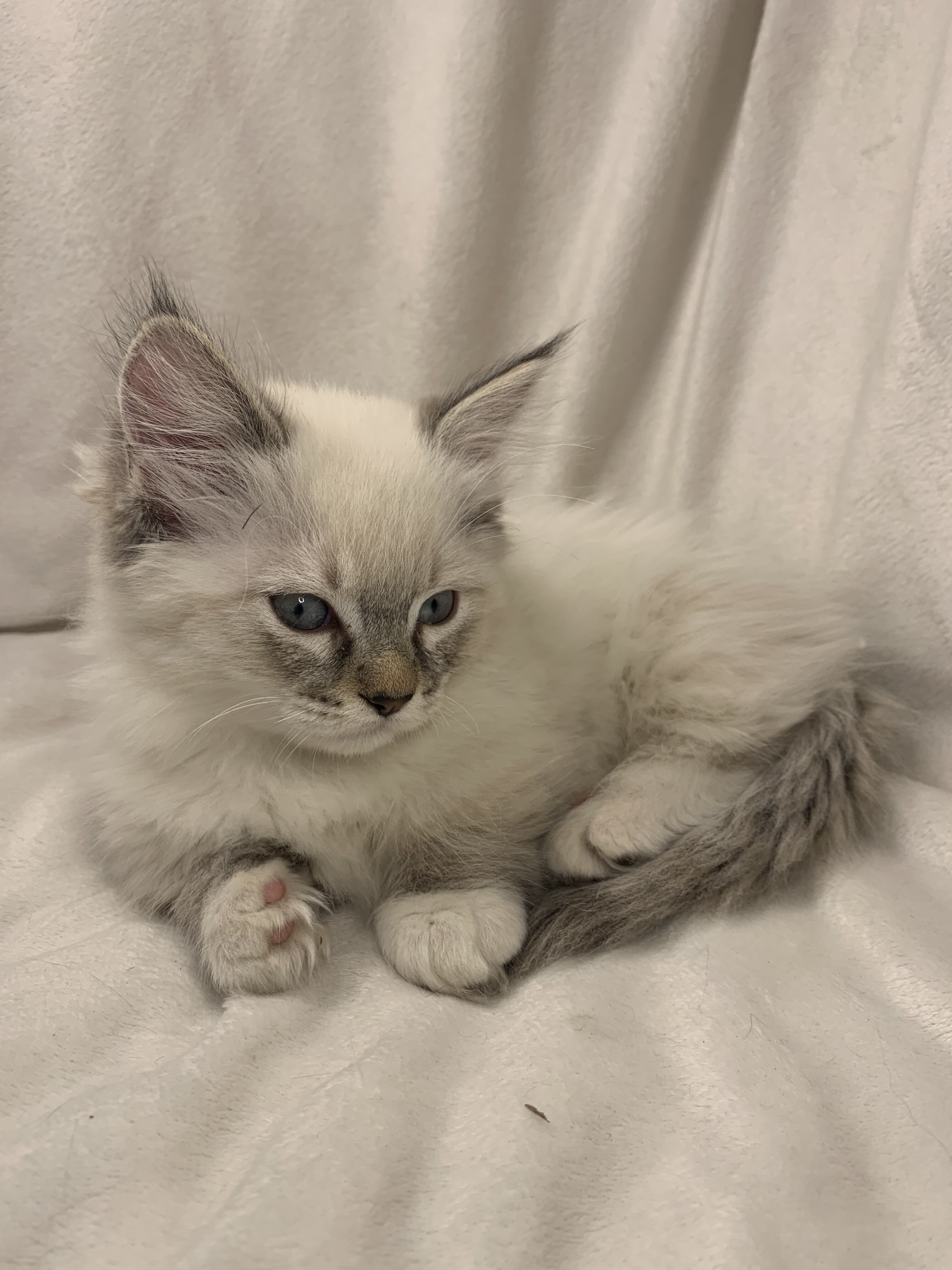 Munchkin Ragdoll Kittens image 5