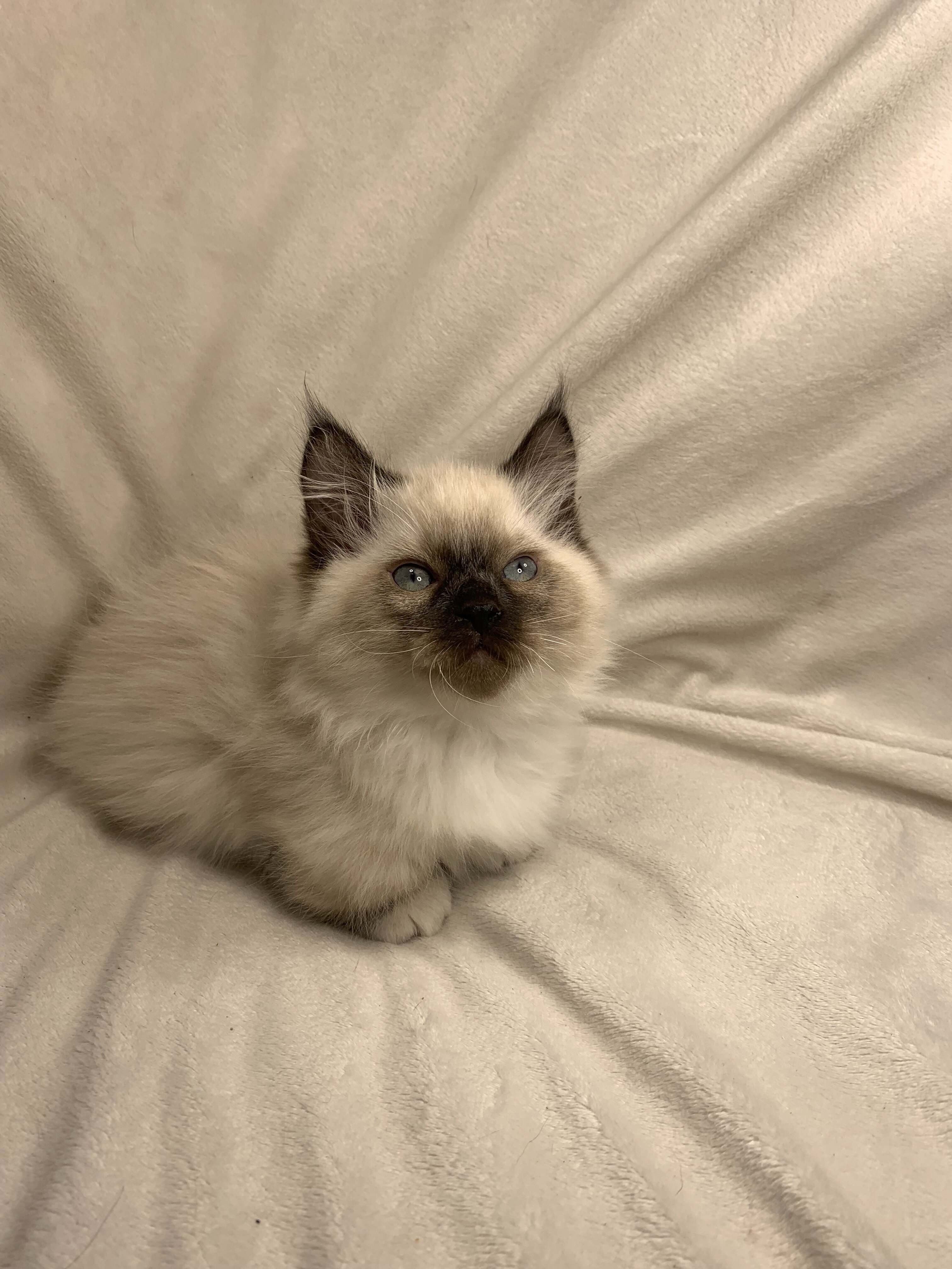 Munchkin Ragdoll Kittens image 1