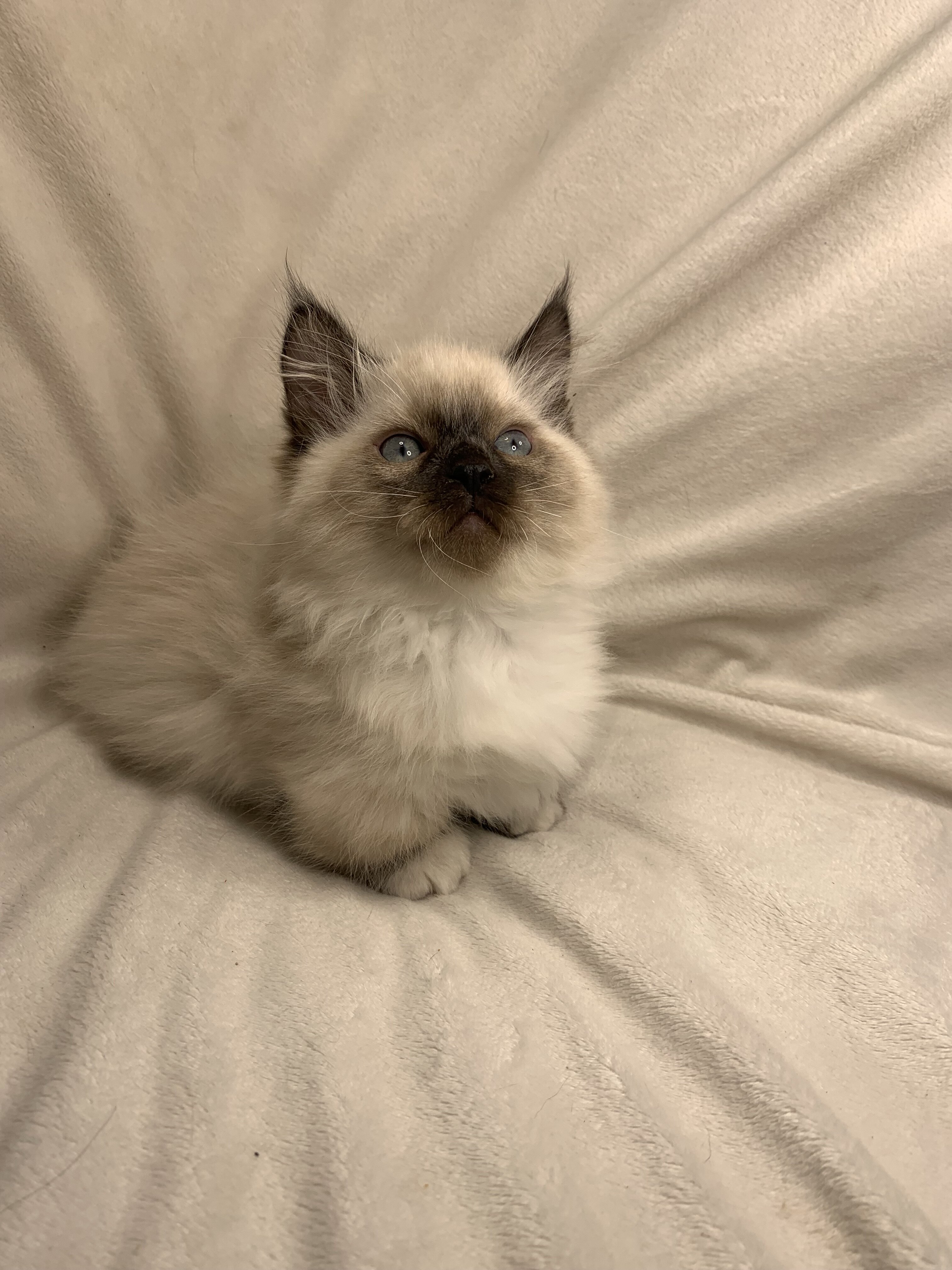 Munchkin Ragdoll Kittens image 2